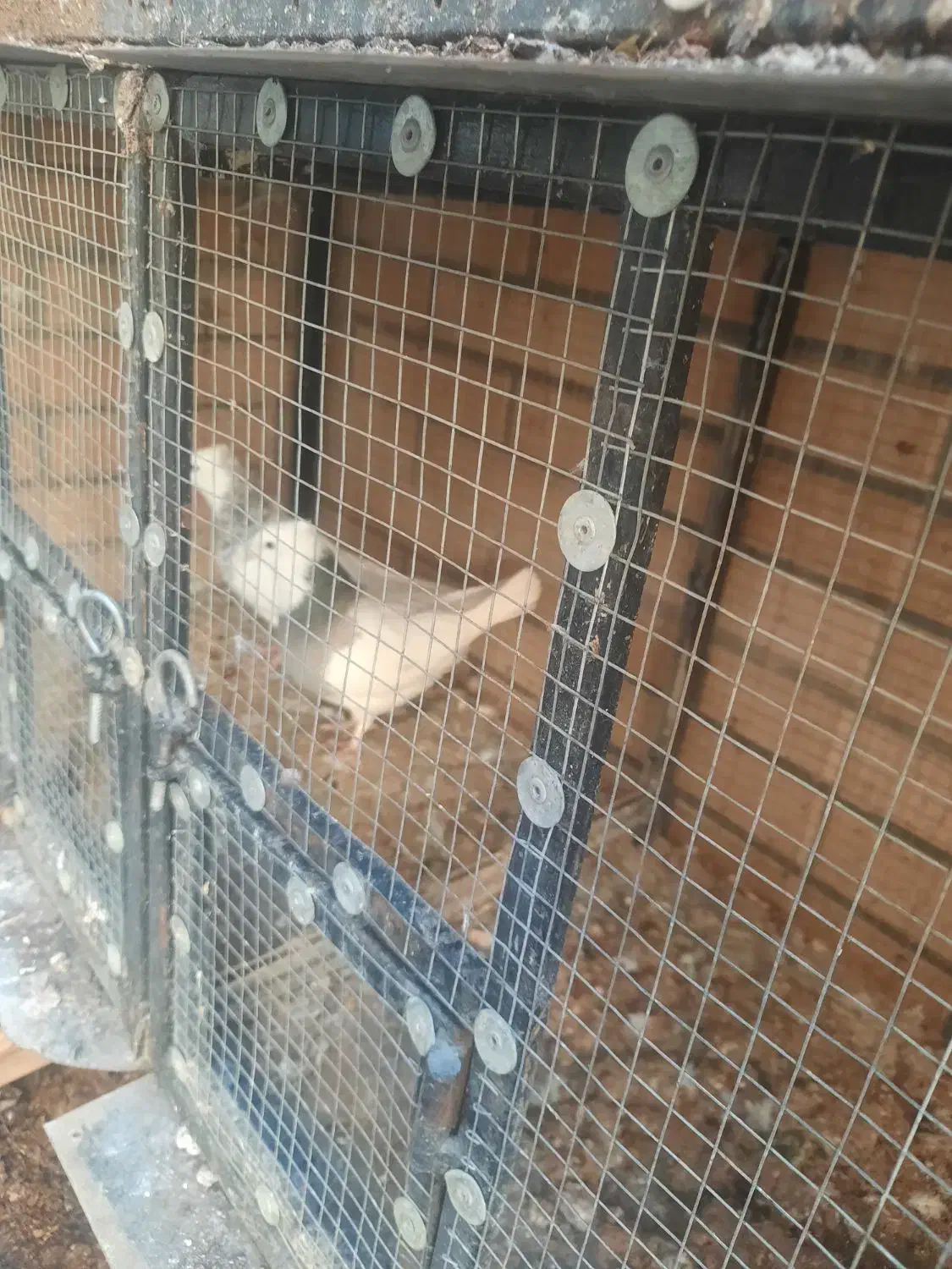 کبوتر و قفس|پرنده|مبارکه, |دیوار