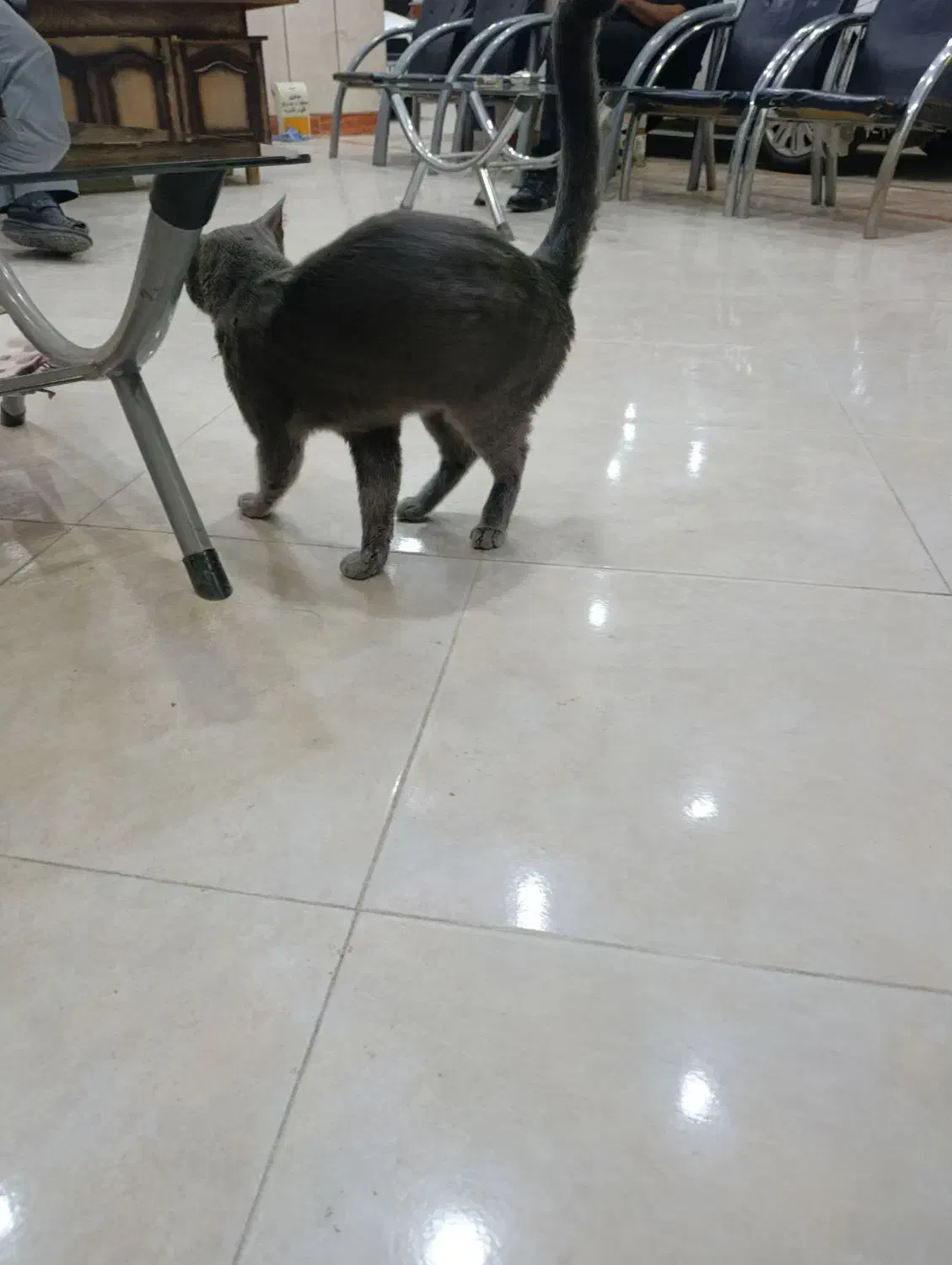 گربه|گربه|هشترود, |دیوار