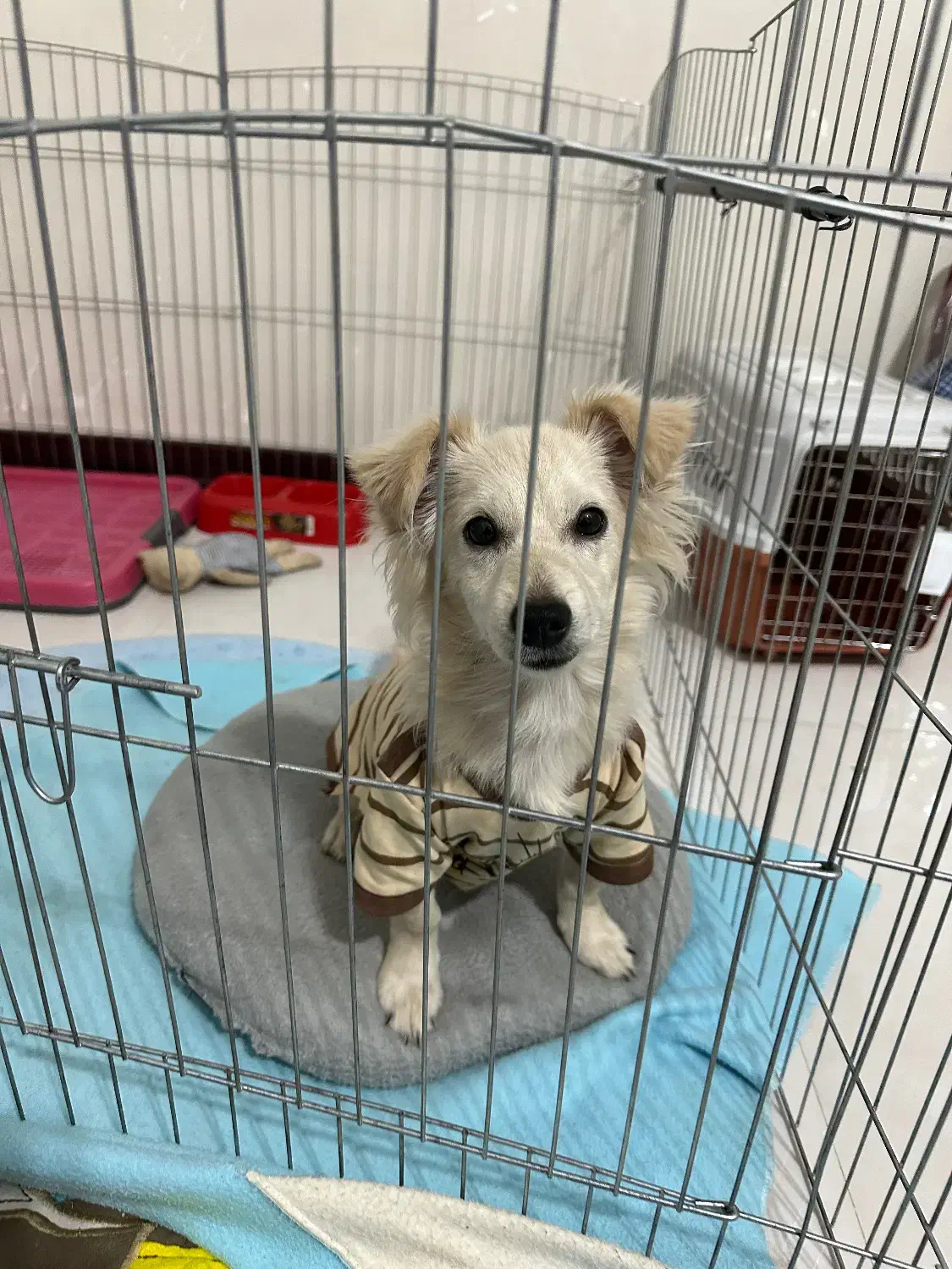 پامر اشپیتز میکس ۸ماهه نر|سگ|شهریار, شهرک شاهد|دیوار