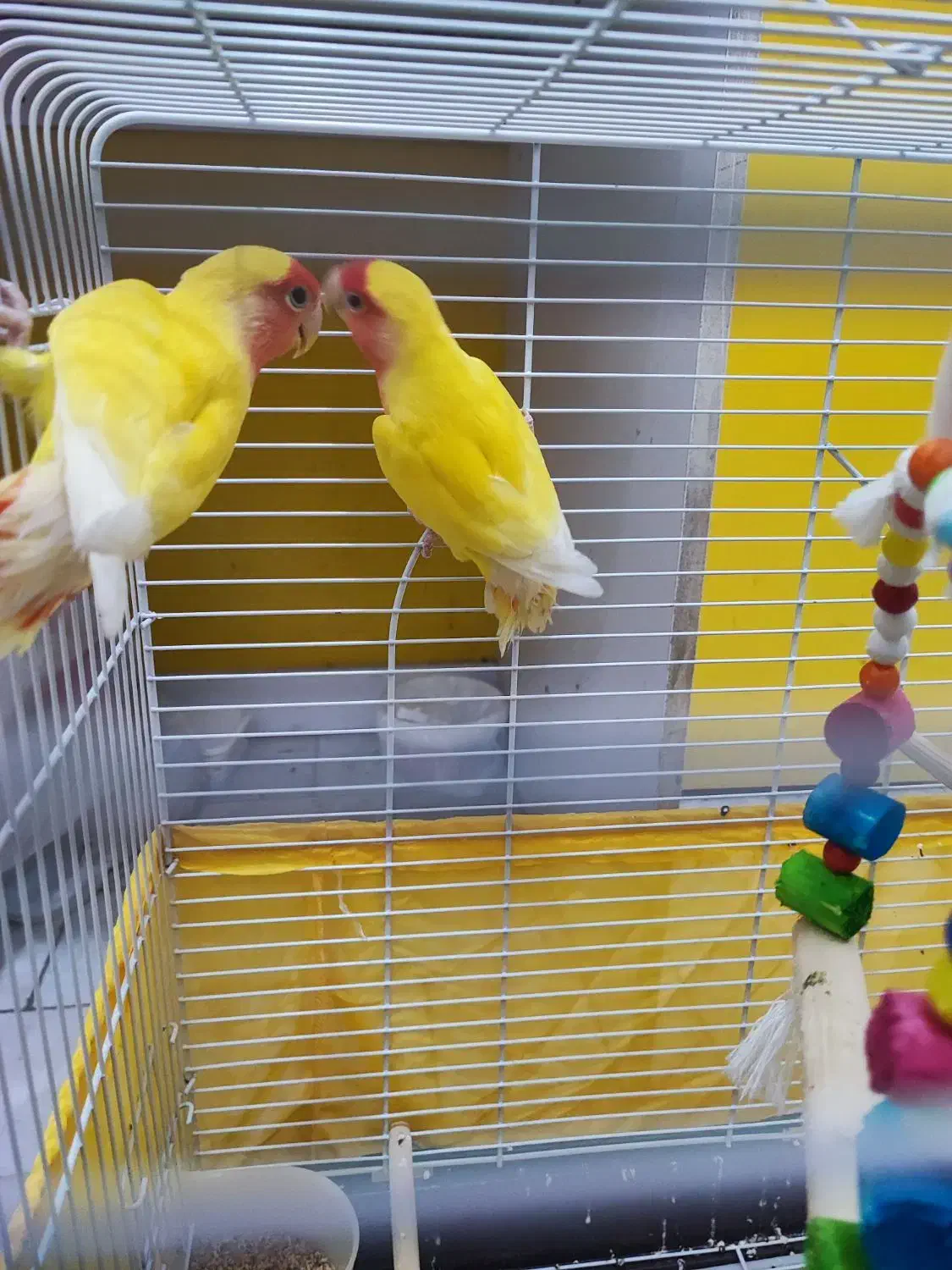 کوتوله برزیلی زرد صورت هلویی|پرنده|بهشهر, |دیوار