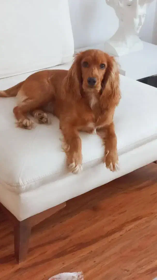 سگ گمشده|سگ|مشهد, چهارچشمه|دیوار