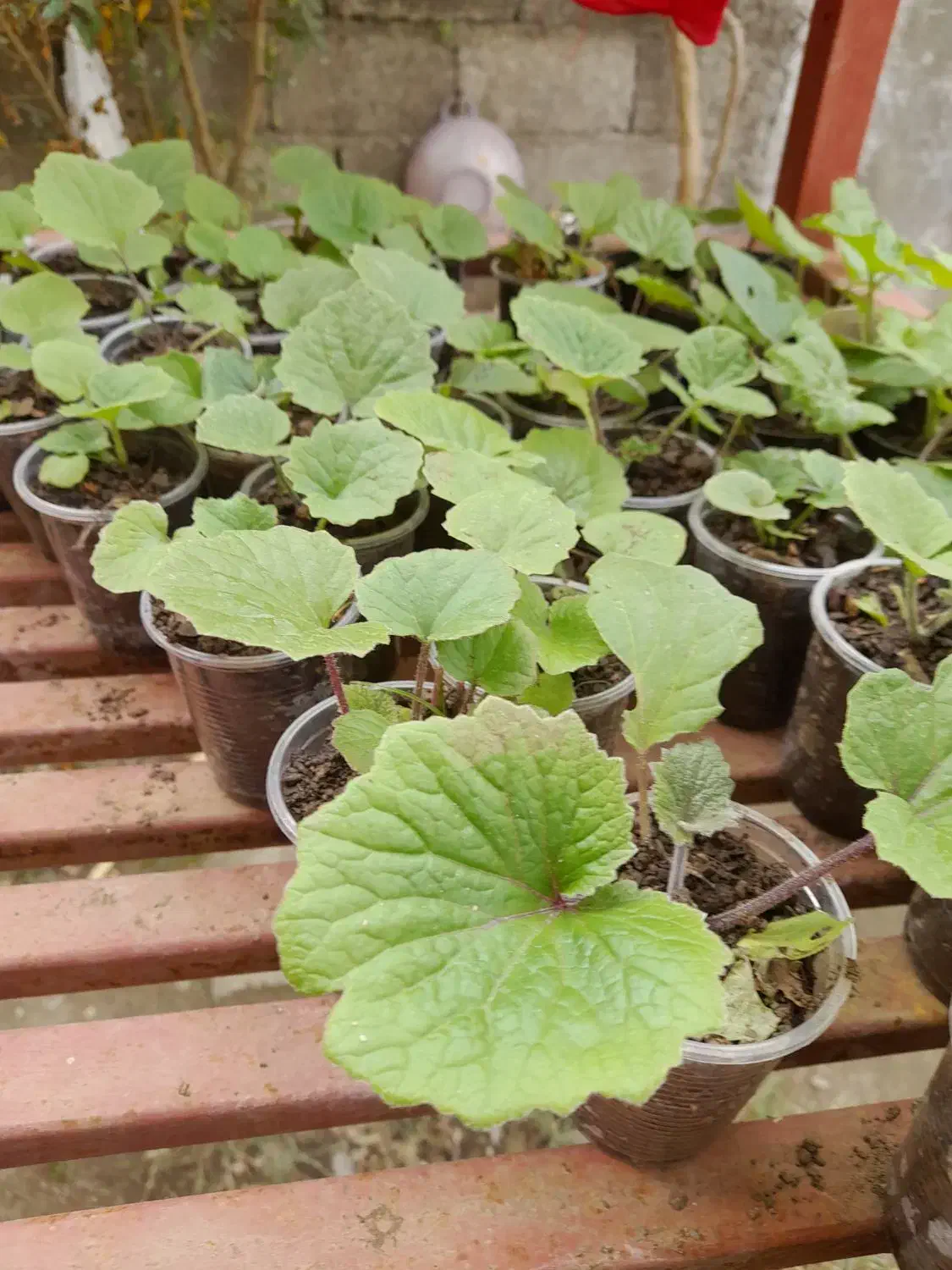 گل سینره بهاری|گل و گیاه طبیعی|تالش, هشتپر|دیوار