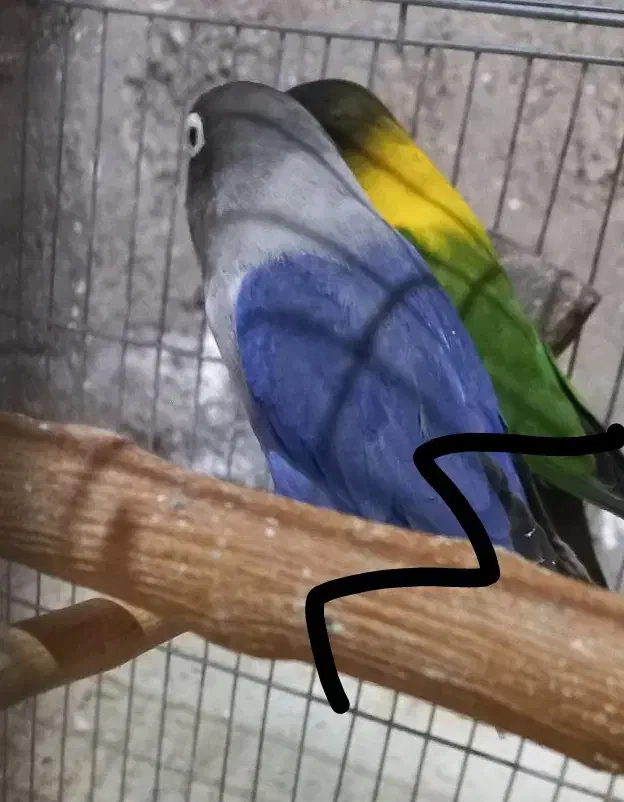 جفت طوطی برزیلی یقه زرد مولد واقعی|پرنده|تهران, تهرانسر غربی|دیوار