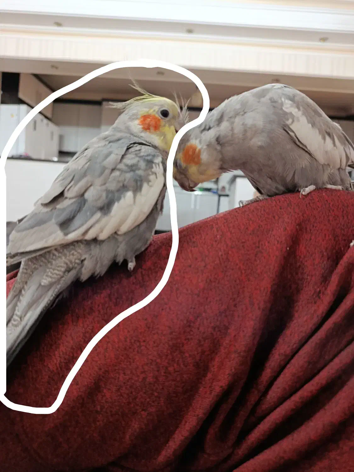 یک عروس هلندی و طوطی برزیلی|پرنده|اسلام‌شهر, شهرک سعیدیه|دیوار