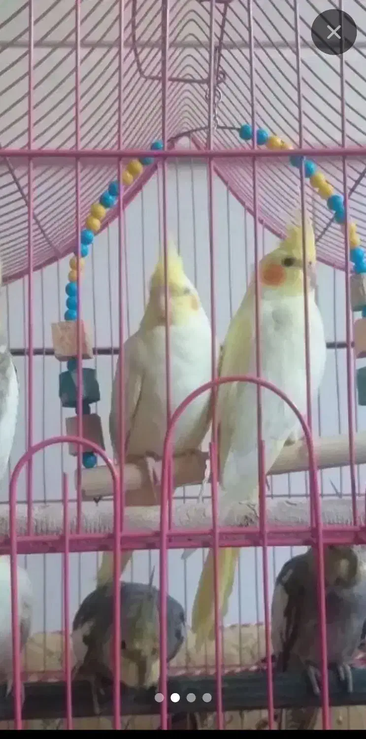 مرغ عروس|پرنده|آران و بیدگل, |دیوار