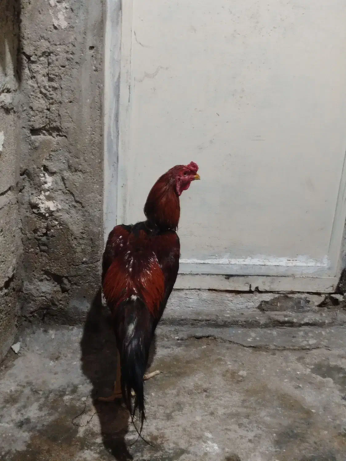 خروس لاری|حیوانات مزرعه|قشم, |دیوار