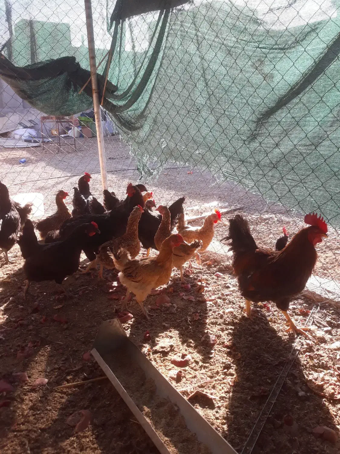 مرغ .خروس|حیوانات مزرعه|قم, پردیسان|دیوار