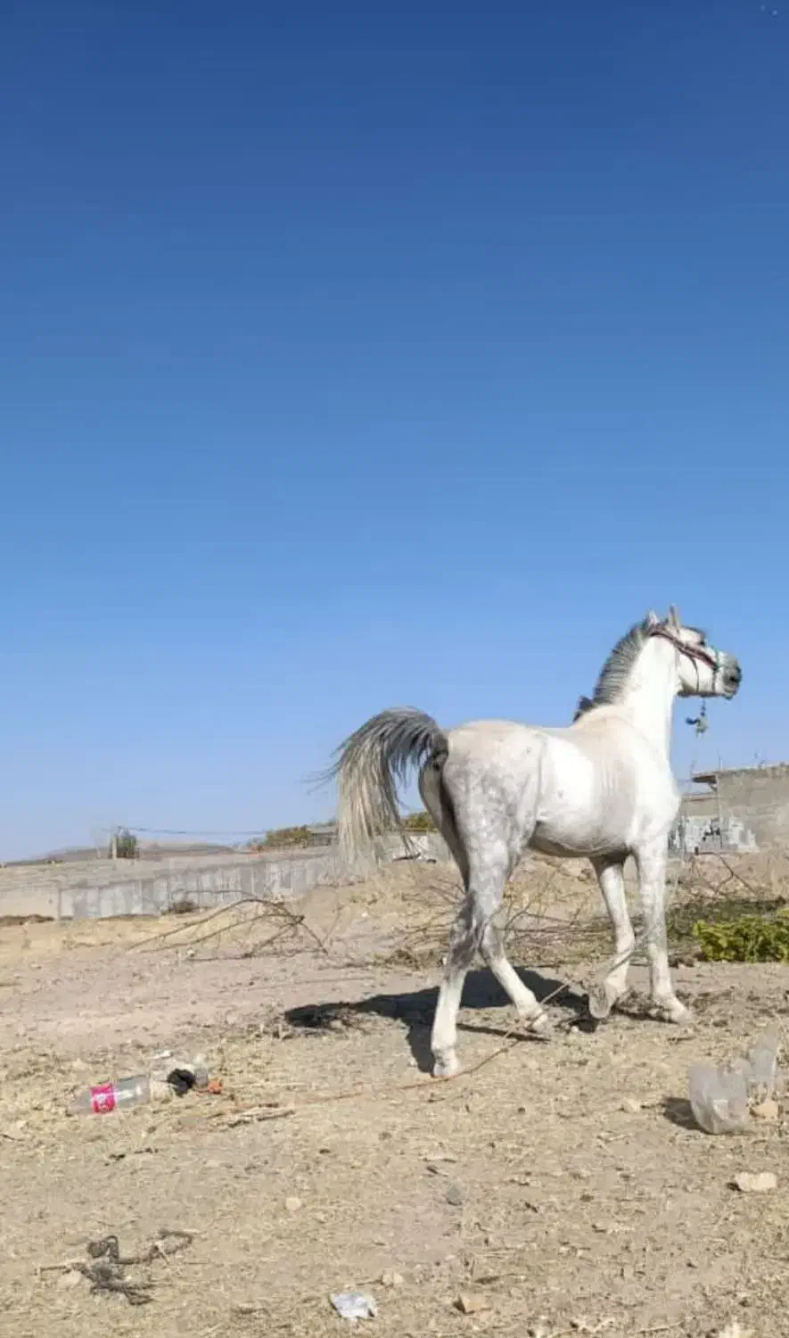 اسب عربی سفید درجه یک|اسب و تجهیزات اسبسواری|الیگودرز, |دیوار