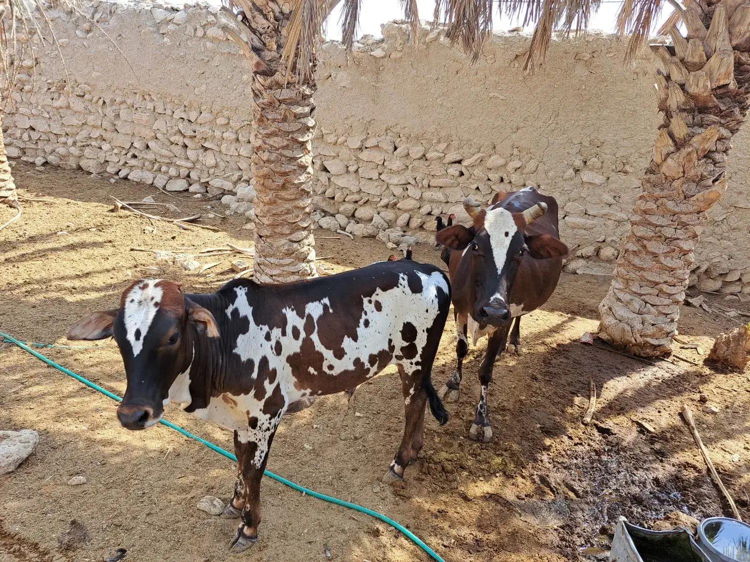 فروش ۶ راس گاو و گوساله نر|حیوانات مزرعه|لامرد, |دیوار