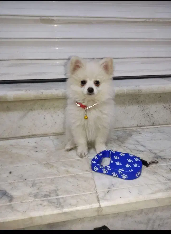 سگ پامرین اصیل|سگ|محمدشهر, محمدشهر|دیوار