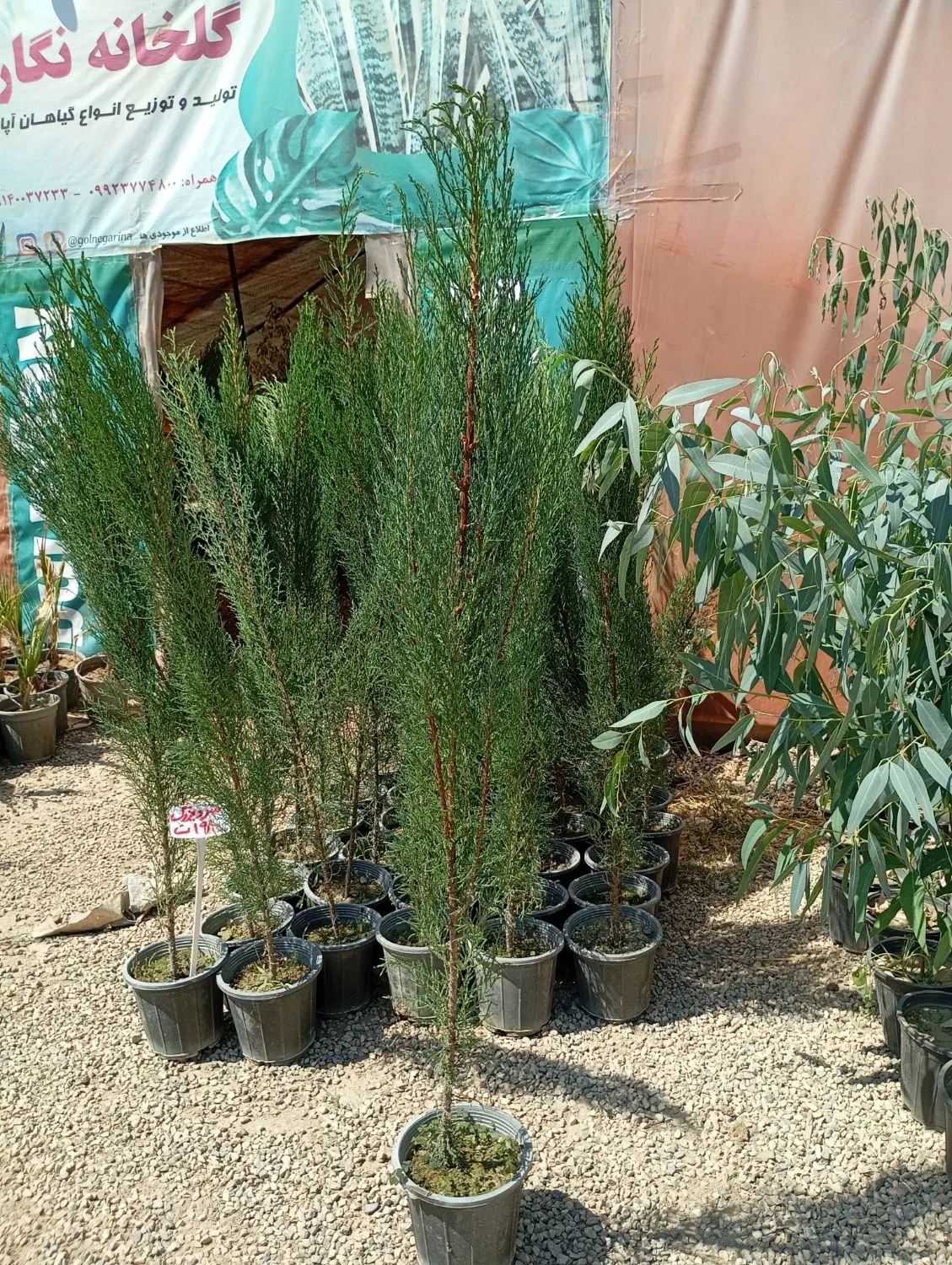 سرو و اوکالیپتوس|گل و گیاه طبیعی|اصفهان, زاجان|دیوار
