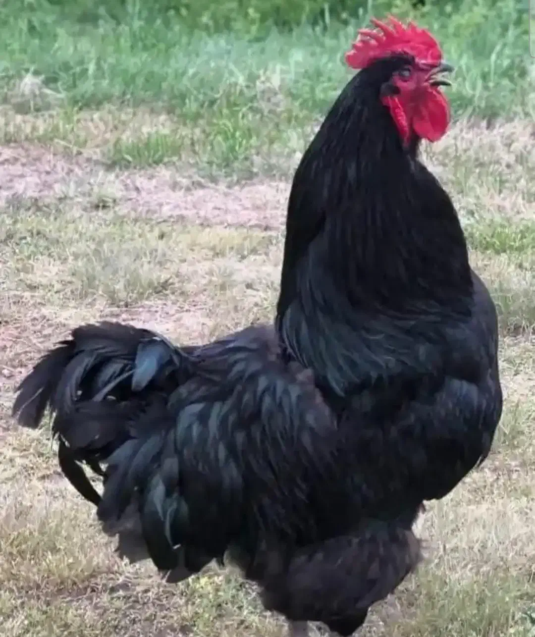 خروس سیاه|حیوانات مزرعه|ورامین, شهرک فجر|دیوار