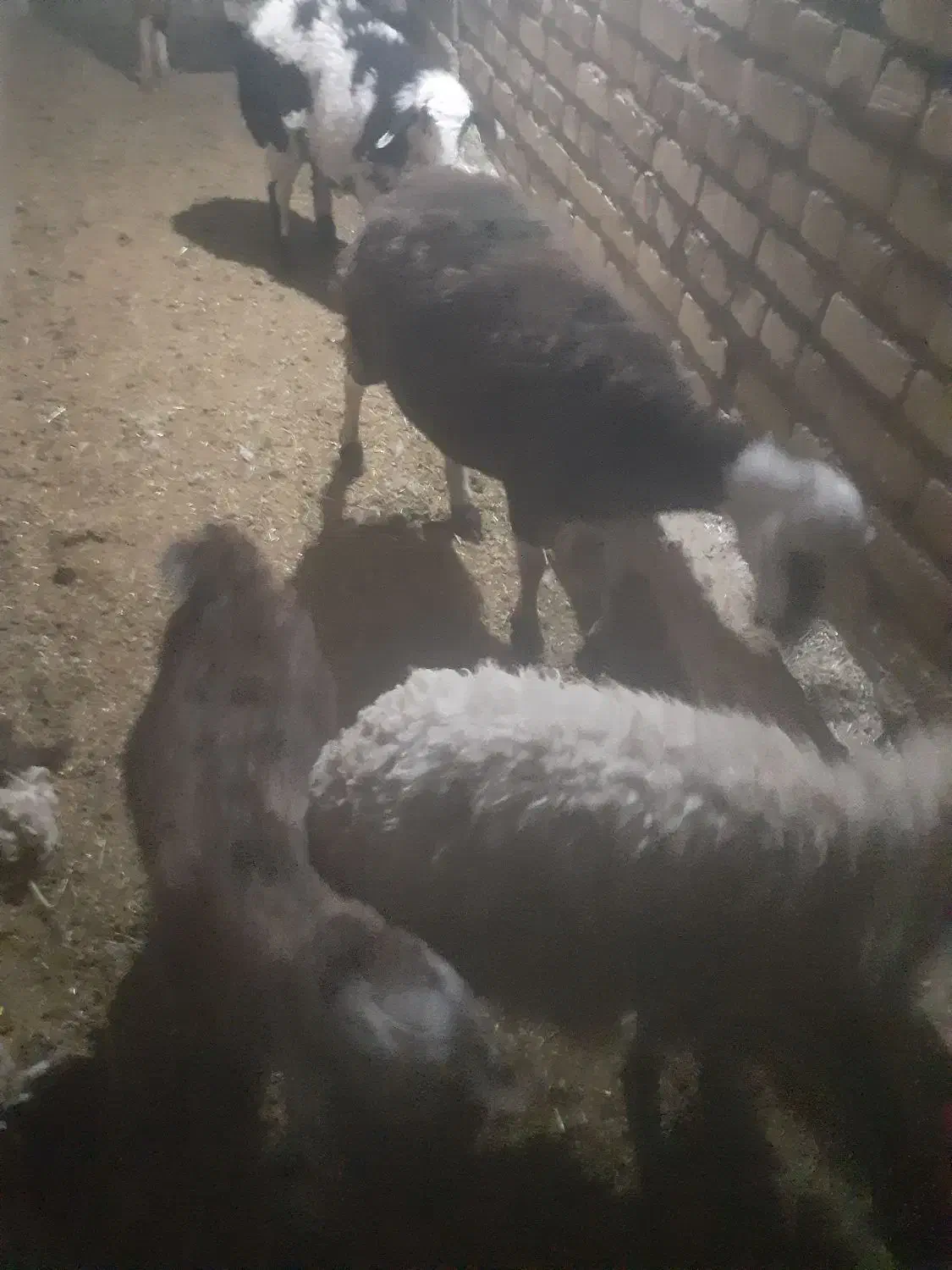 یک عدد بز زاییده بزغاله نرویک میش زاییده|حیوانات مزرعه|تایباد, |دیوار