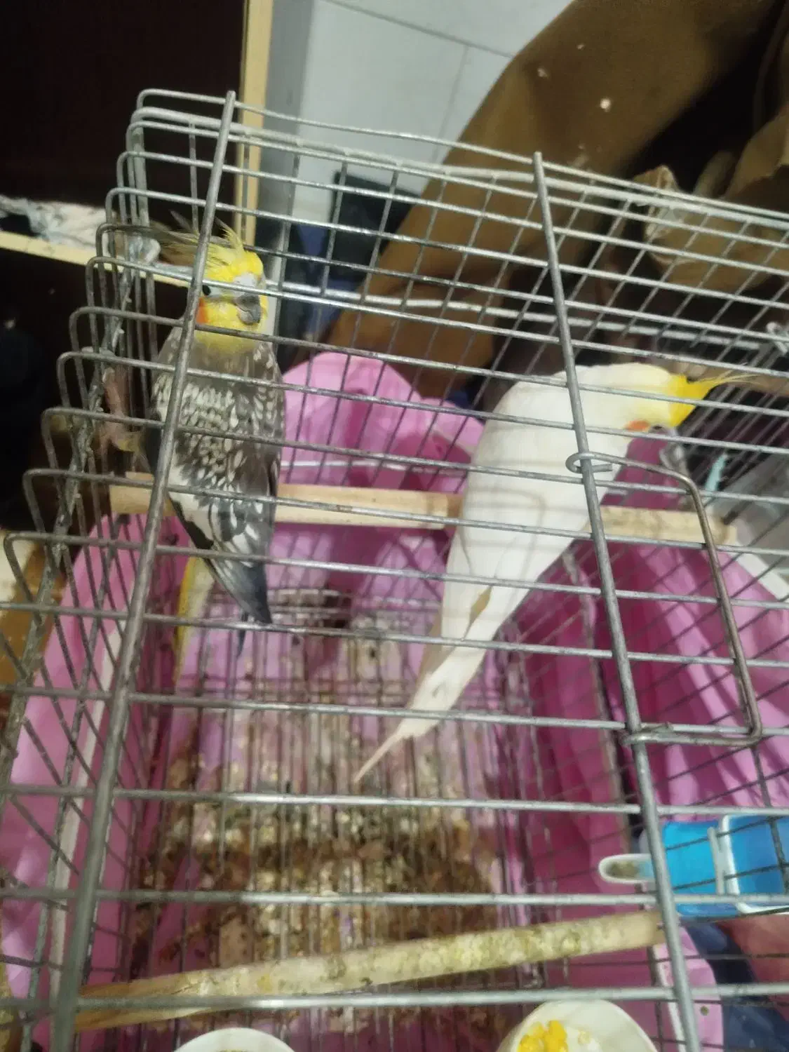 عروس هلندی|پرنده|شیراز, کوشک میدان|دیوار