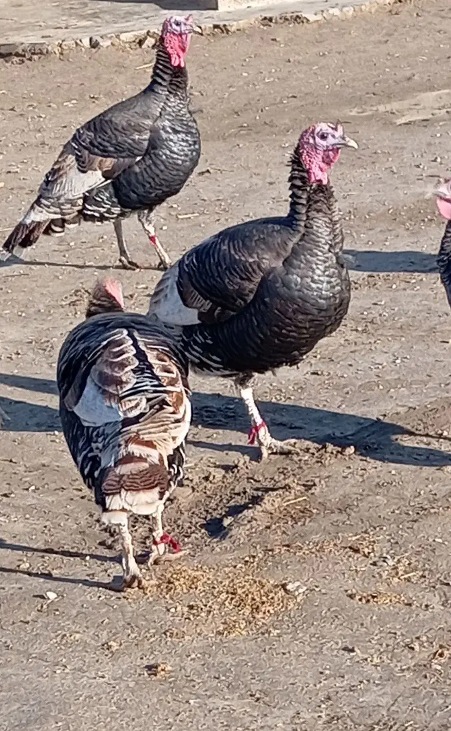 بوقلمون نر|حیوانات مزرعه|گنبد کاووس, |دیوار