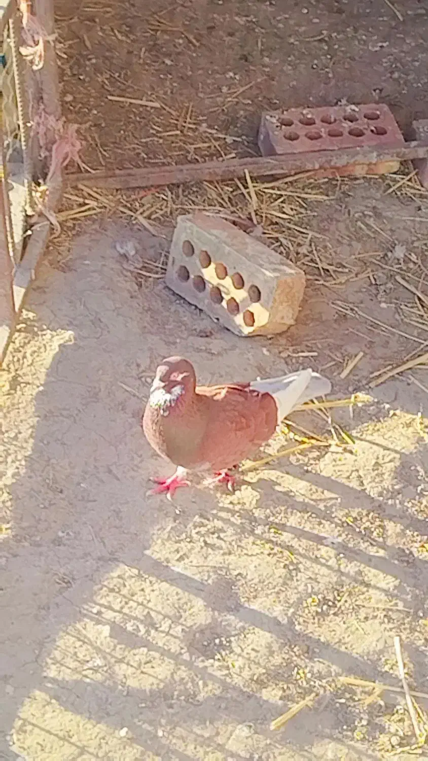 کفتر|پرنده|گنبد کاووس, |دیوار