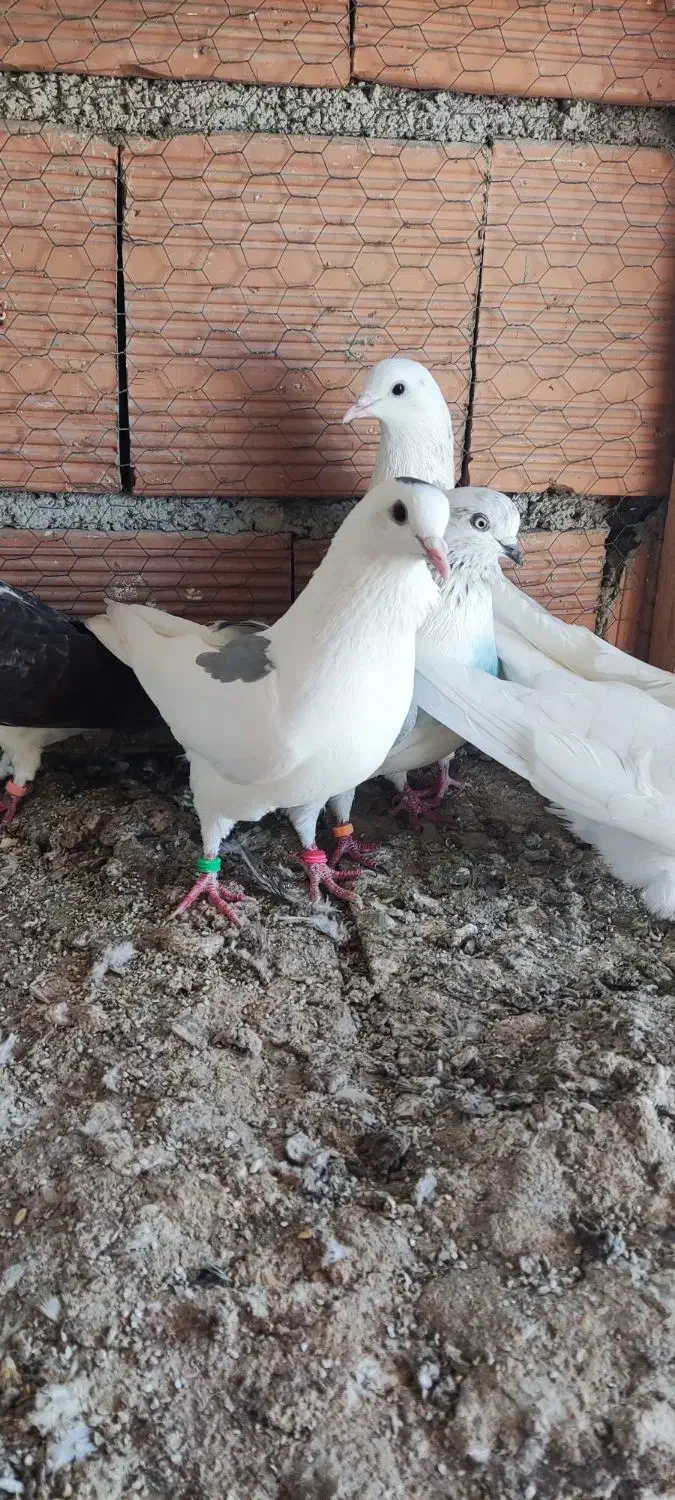 فروش تعدادی کبوتر در قایمشهر|پرنده|قائم‌شهر, |دیوار