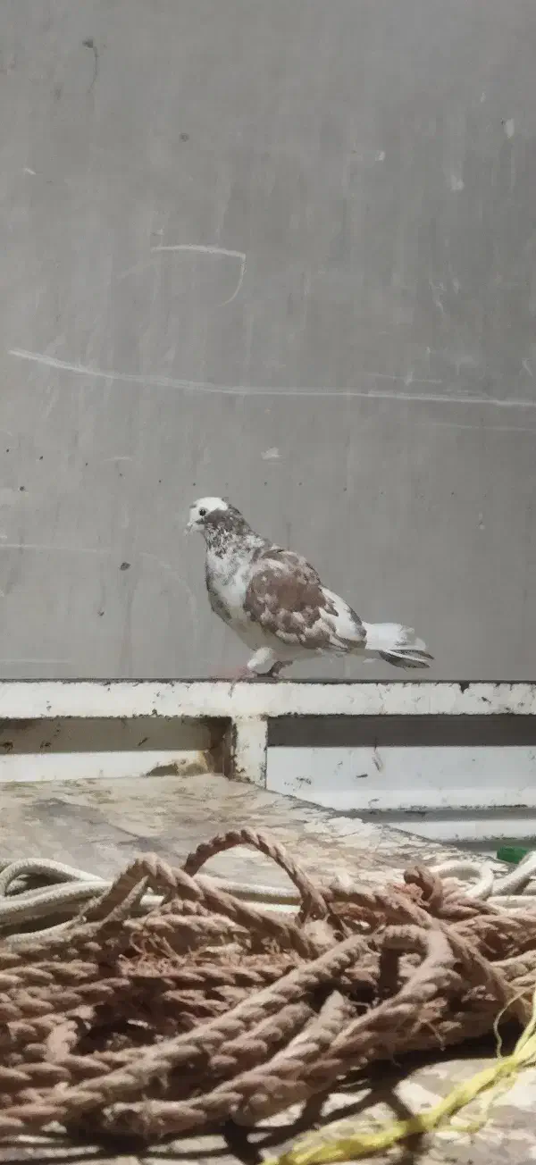 دوتاکبوتر نر کاکلی|پرنده|بوکان, |دیوار