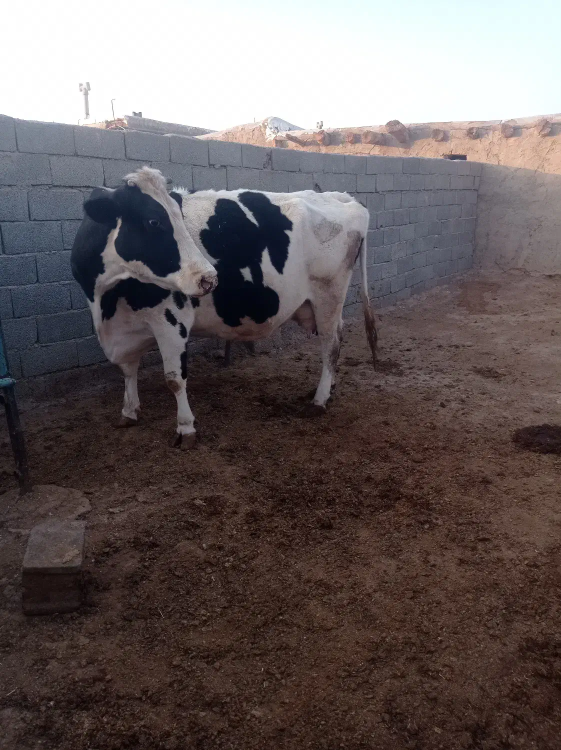 سلام کاوه هلشتاین|حیوانات مزرعه|زاویه, |دیوار