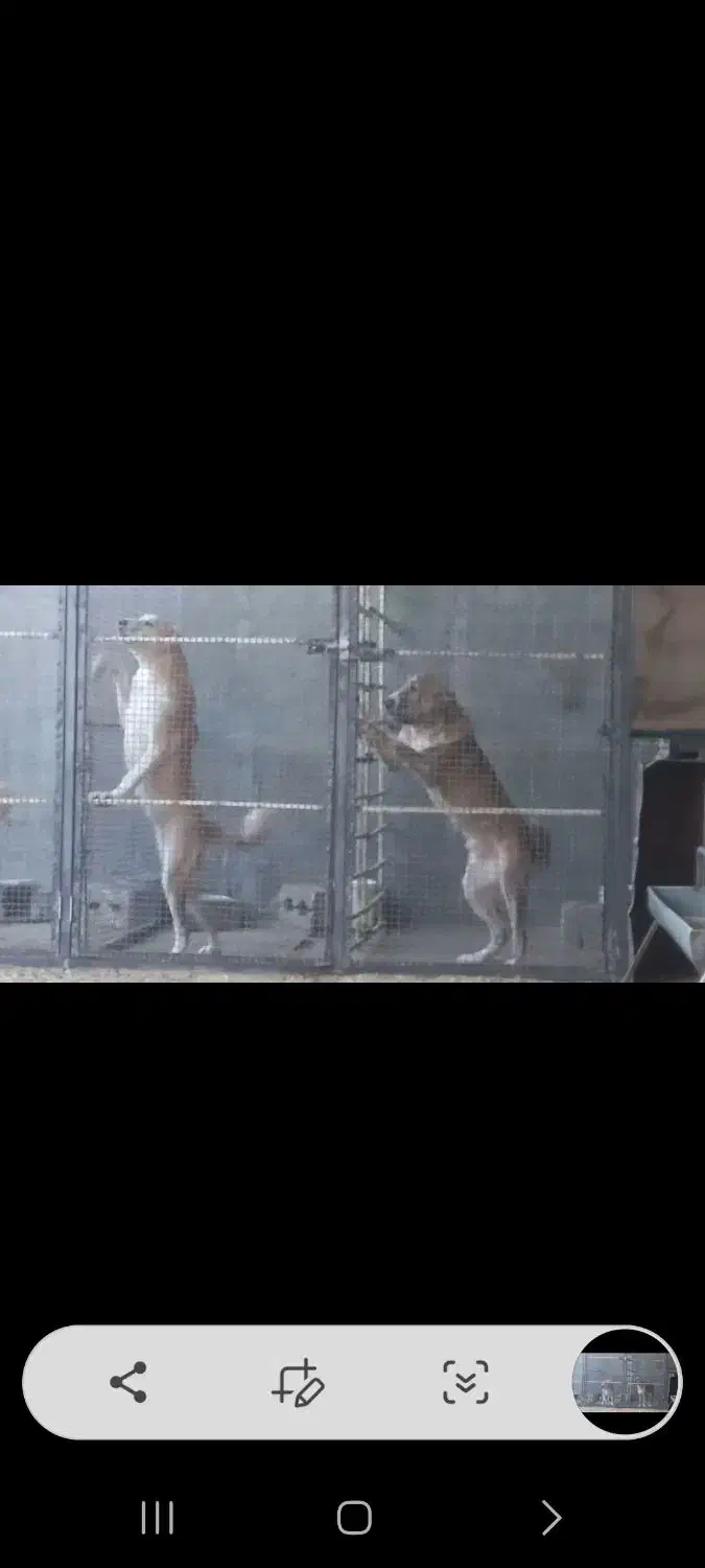 توله|سگ|نجفآباد, فیروزآباد|دیوار