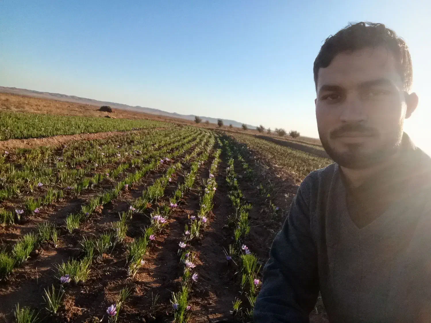 زعفران تازه|خوردنی و آشامیدنی|مشهد, ده دی|دیوار