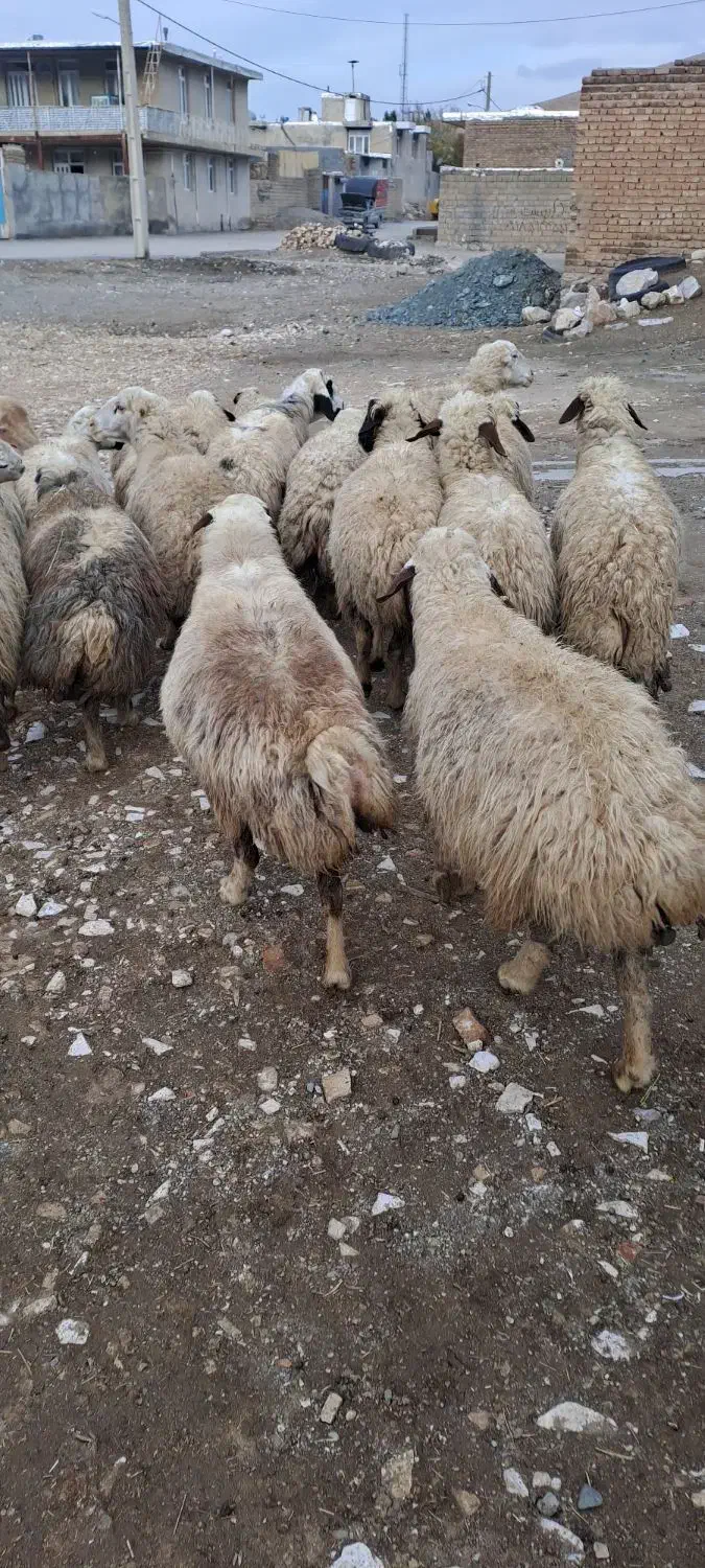 ۲۰ راس میش داشتی جوان شیره دار آبستن (بره قوچ)|حیوانات مزرعه|کرمانشاه, |دیوار
