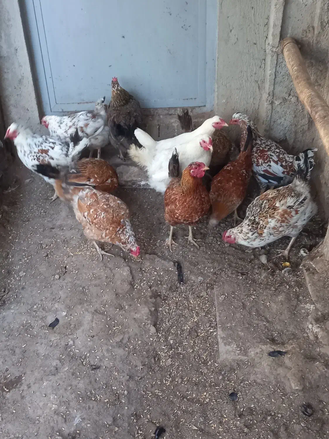 گلین اصل|حیوانات مزرعه|ارشق, |دیوار