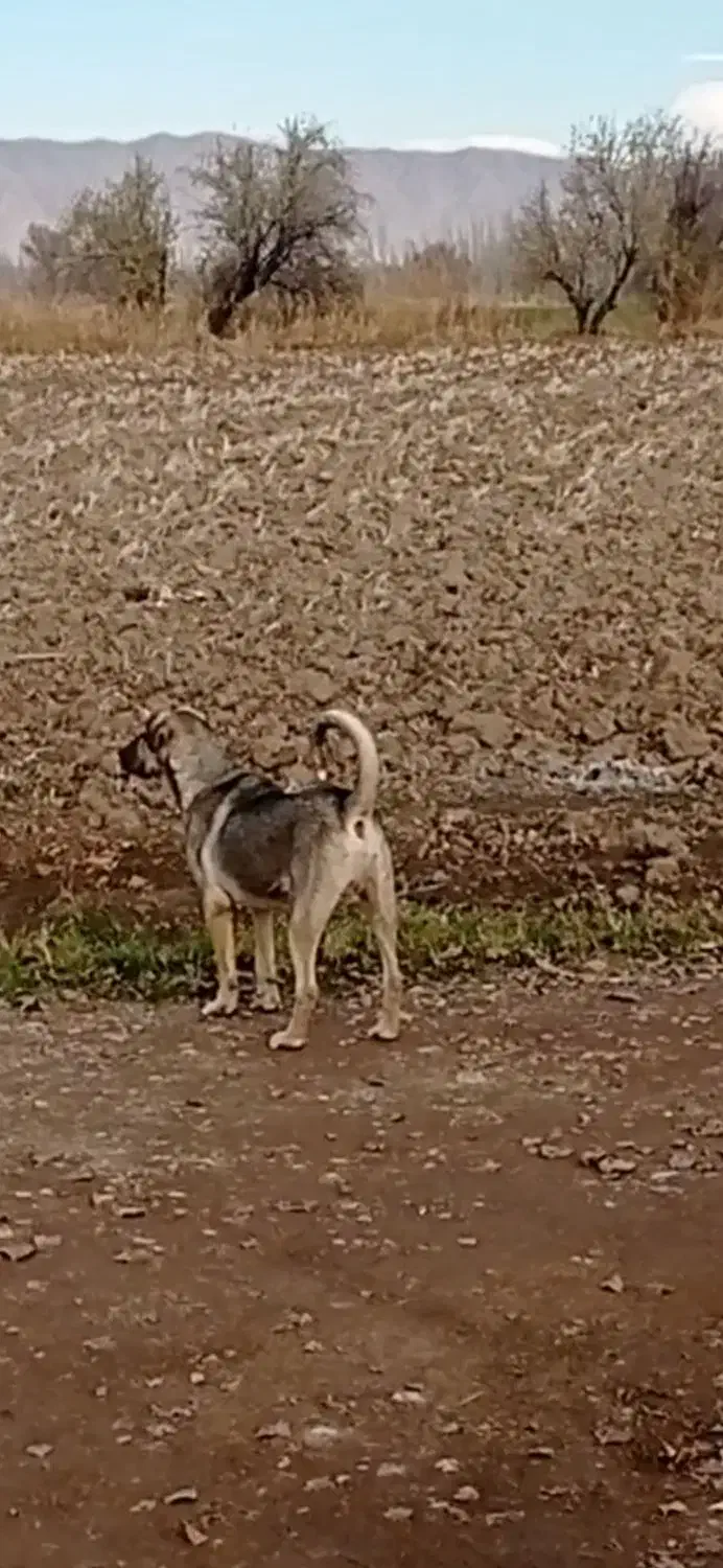 واگذاری سگ|سگ|شوط, |دیوار