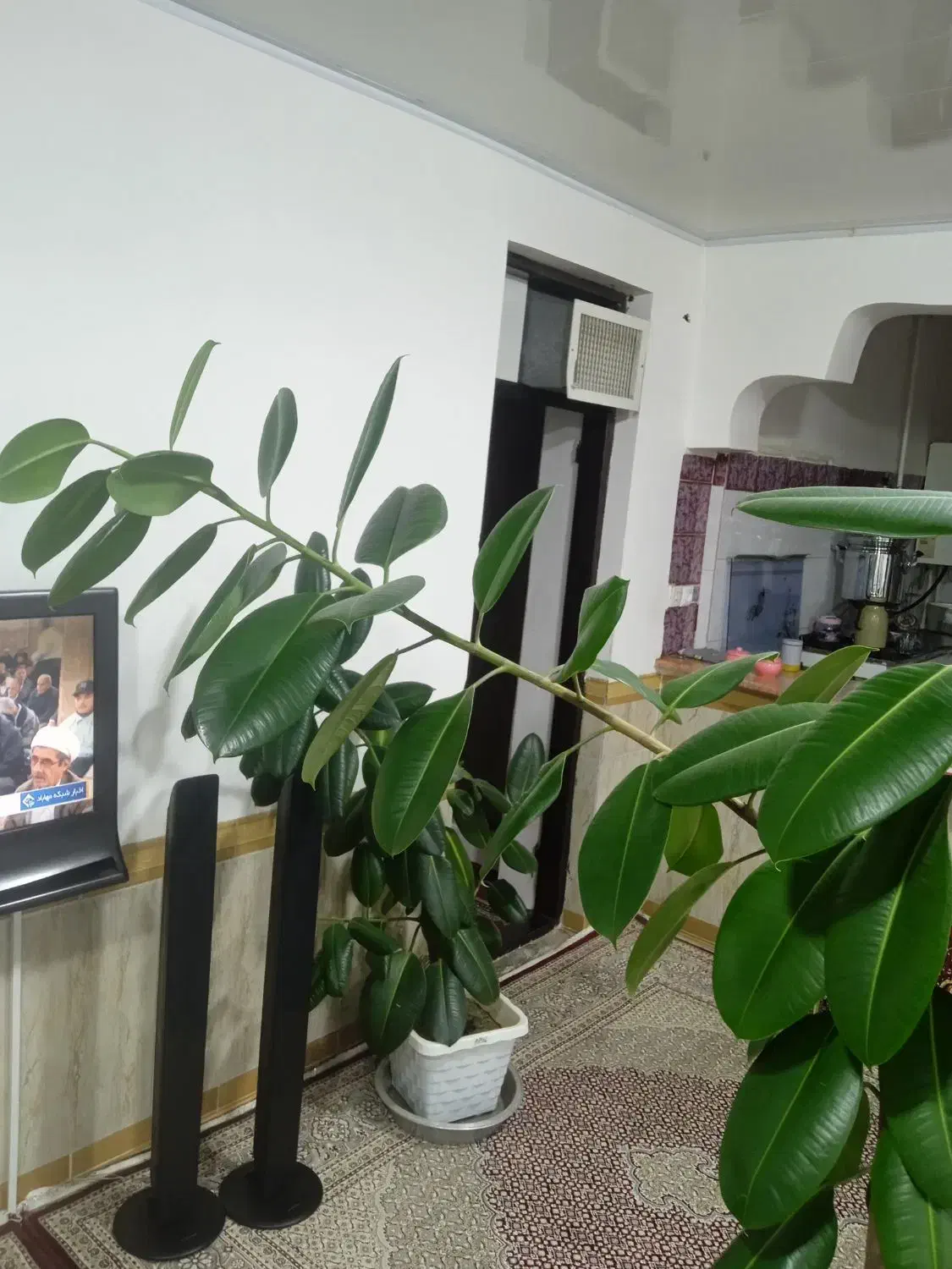 گوش فیل طبیعی|گل و گیاه طبیعی|مهاباد (آذربایجان غربی), |دیوار