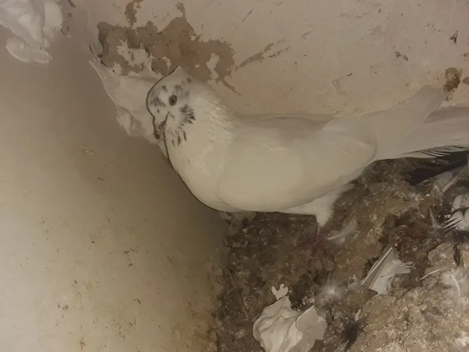 کبوتر پرشی|پرنده|قیدار, |دیوار