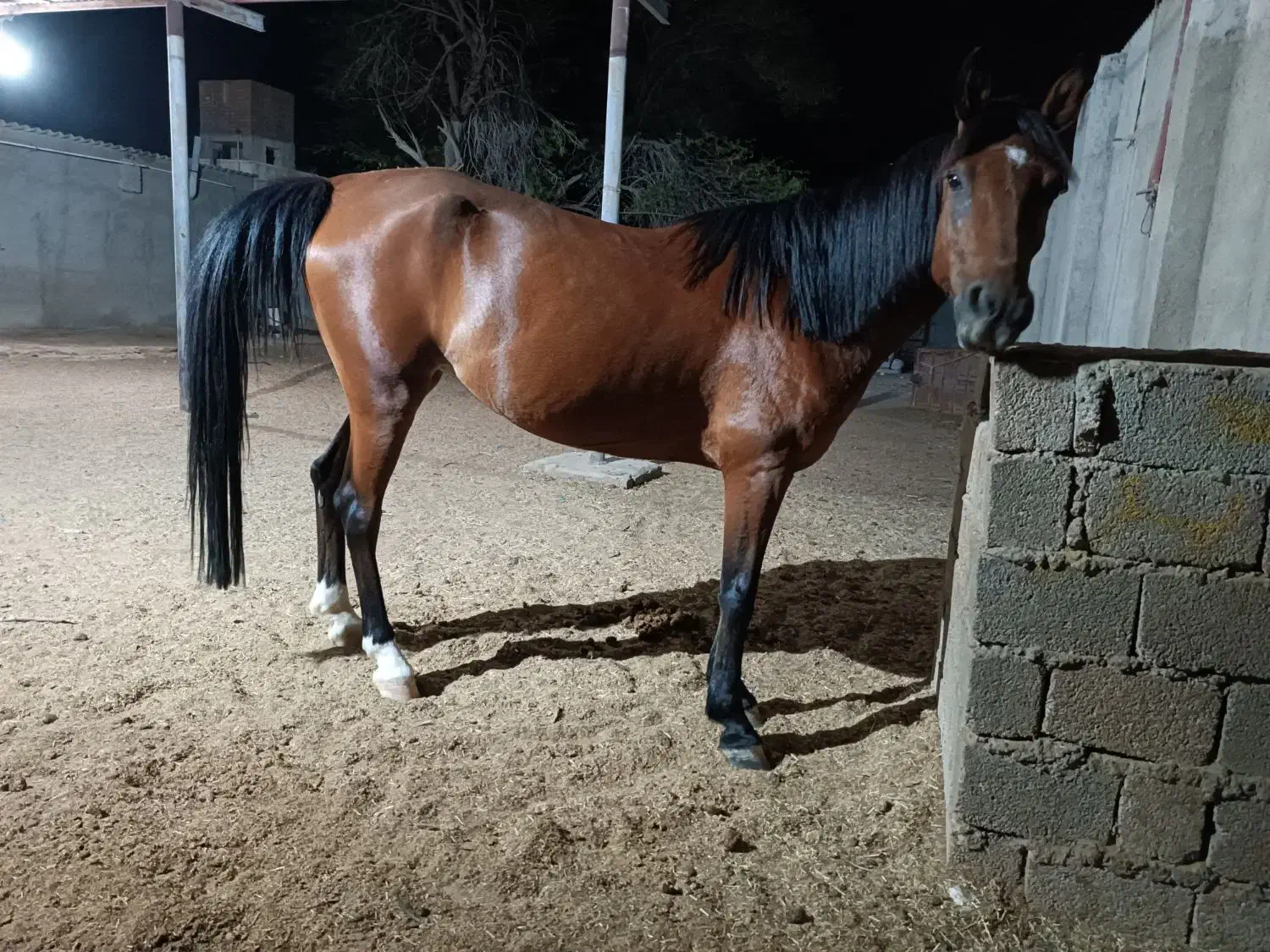 مادیون|اسب و تجهیزات اسبسواری|ریگ, |دیوار