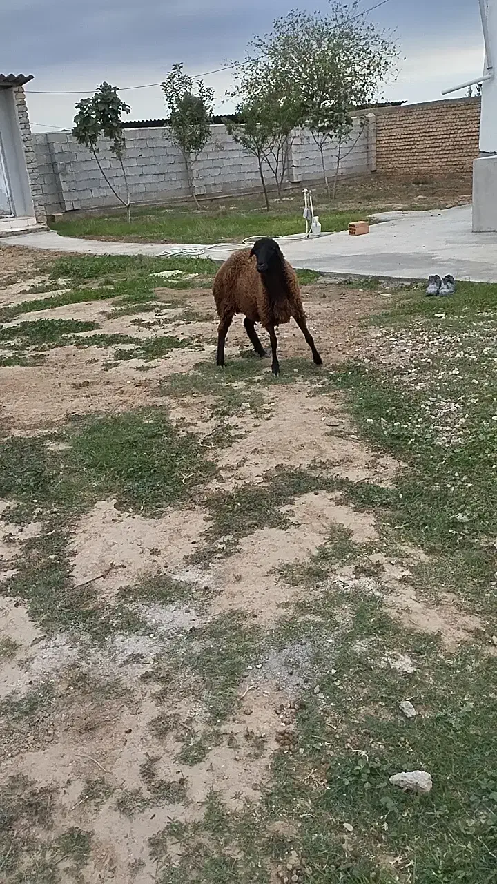 توقلی ماده|حیوانات مزرعه|سیمین شهر, |دیوار