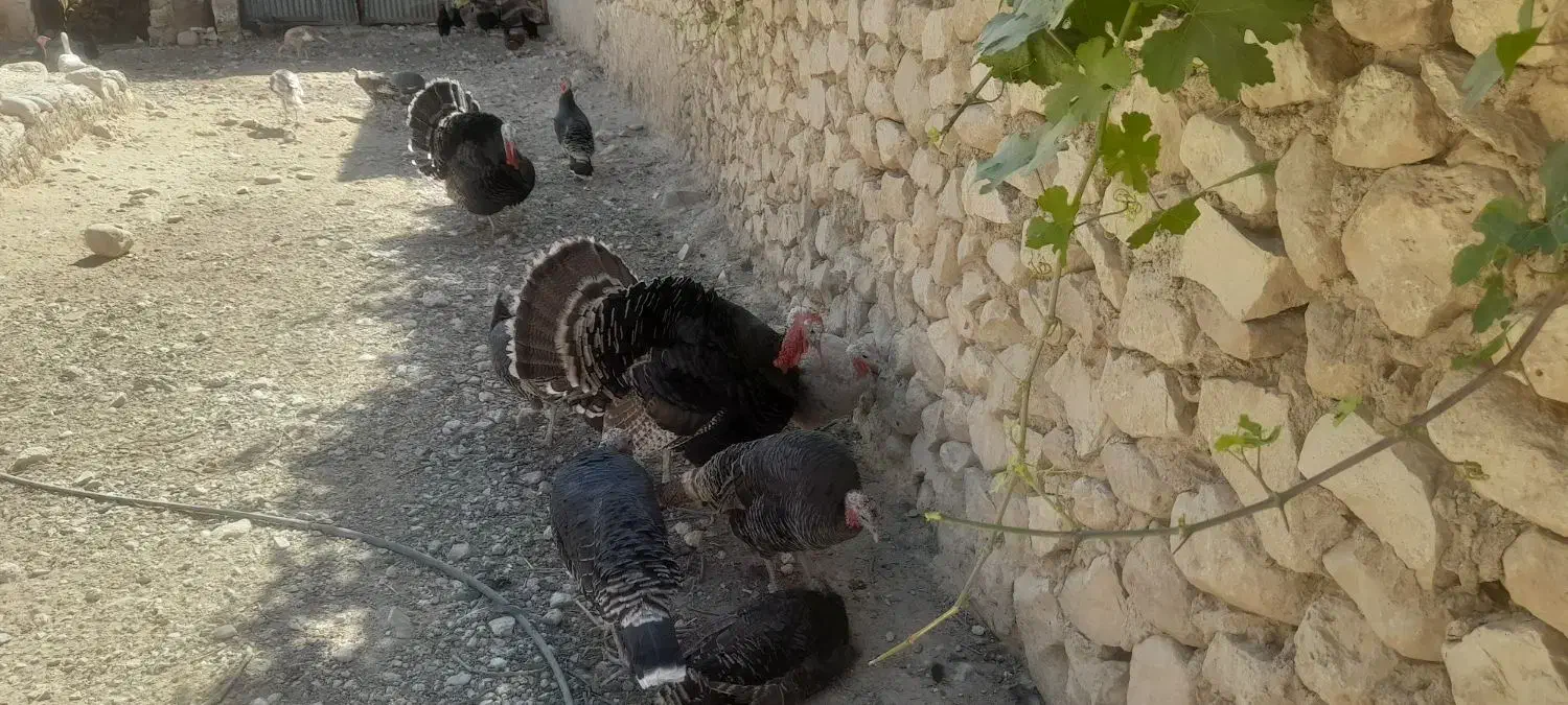 بوقلمون نرماده|پرنده|کازرون, |دیوار