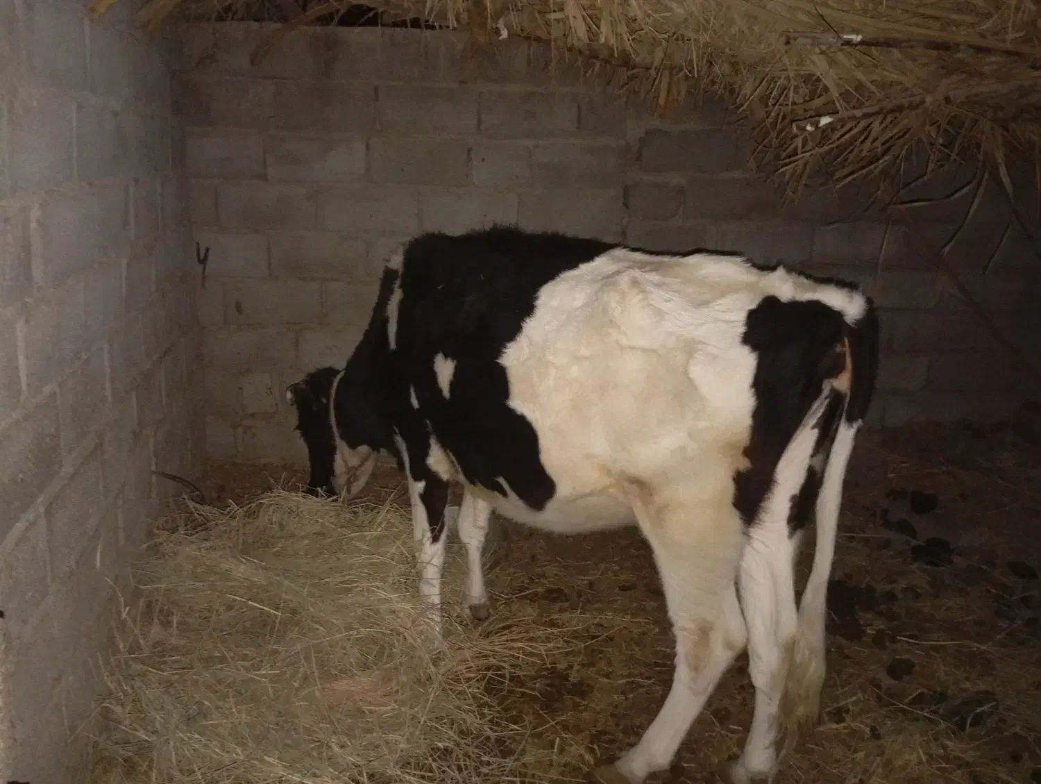 سلام گاو ولشتن برای نگهداری|حیوانات مزرعه|گنبکی, |دیوار