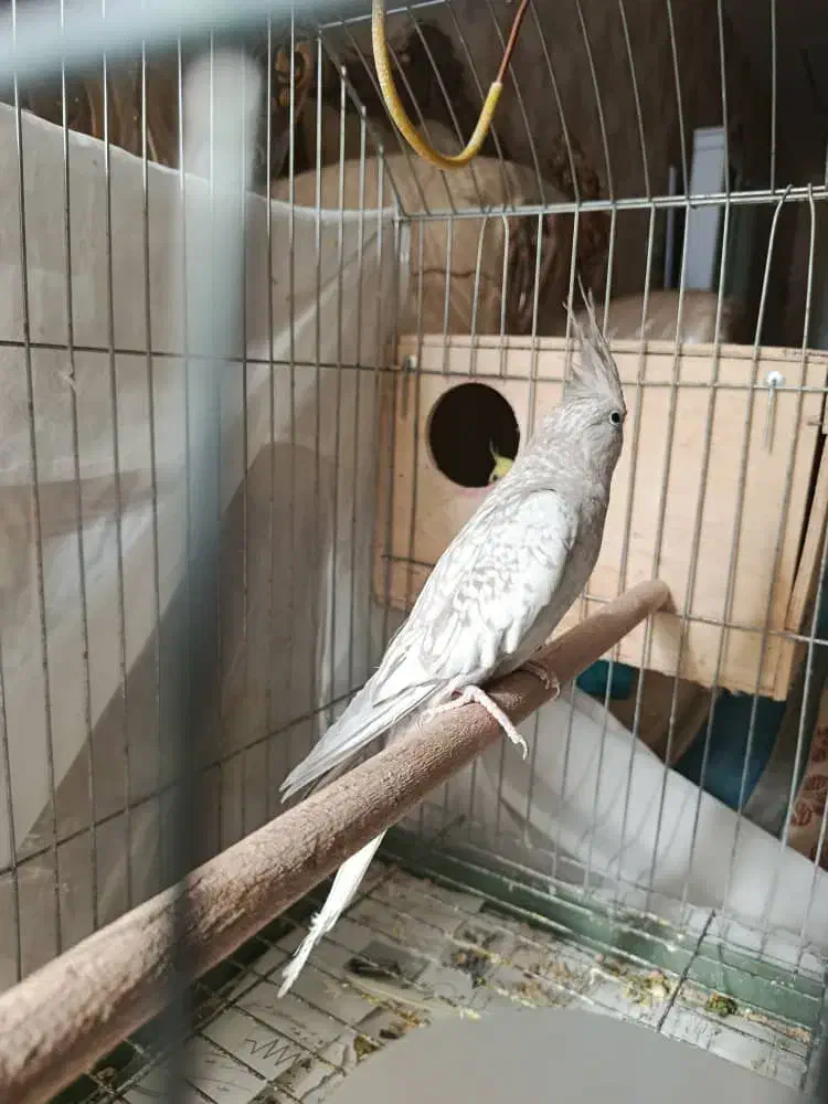 عروس هلندی|پرنده|شیراز, شهرک گلستان|دیوار