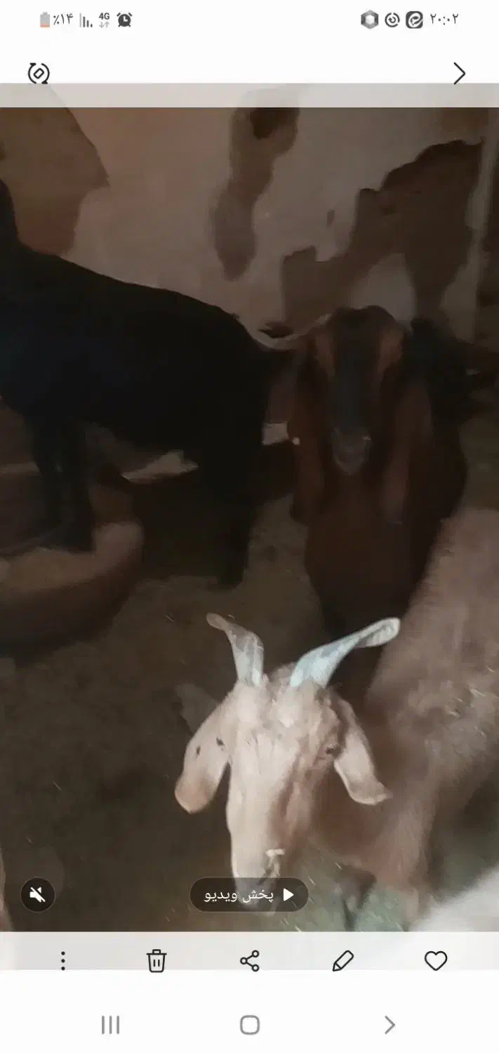 ۱۰ عدد بز اوستن به فروش میرس|حیوانات مزرعه|فردوس (خراسان), |دیوار