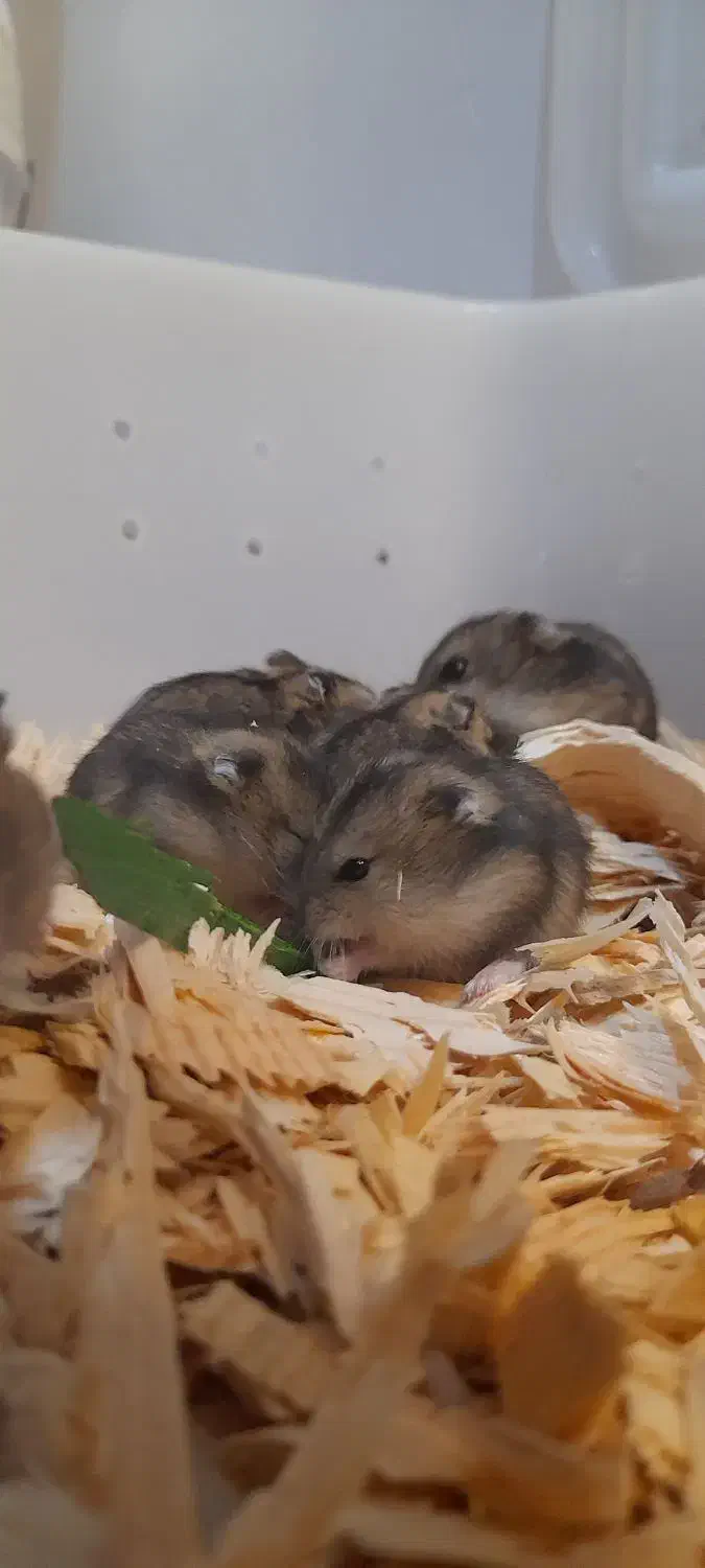 همستر کمپل|موش و خرگوش|رشت, نخودچر|دیوار