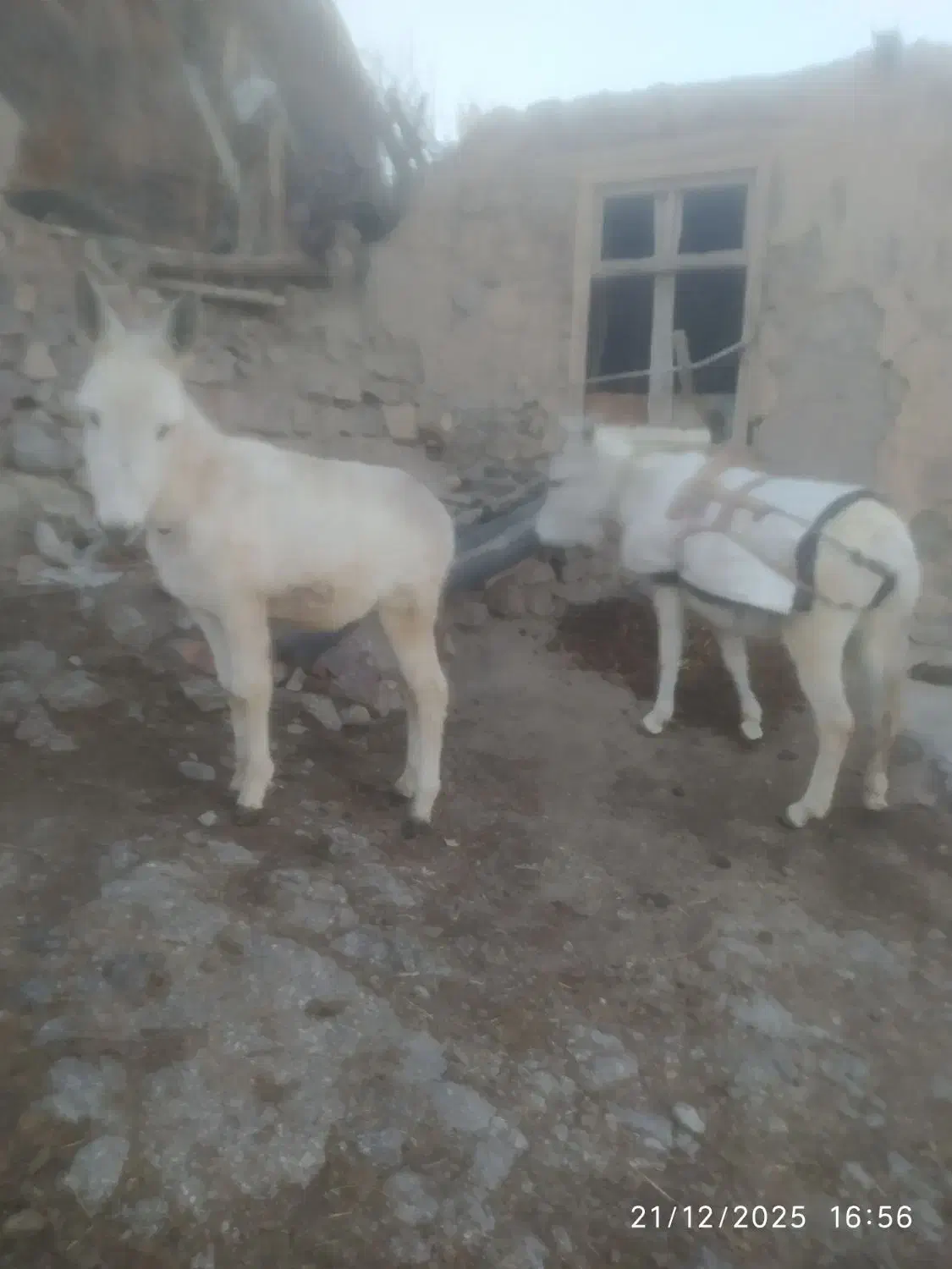 الاغ|حیوانات مزرعه|اردبیل, |دیوار