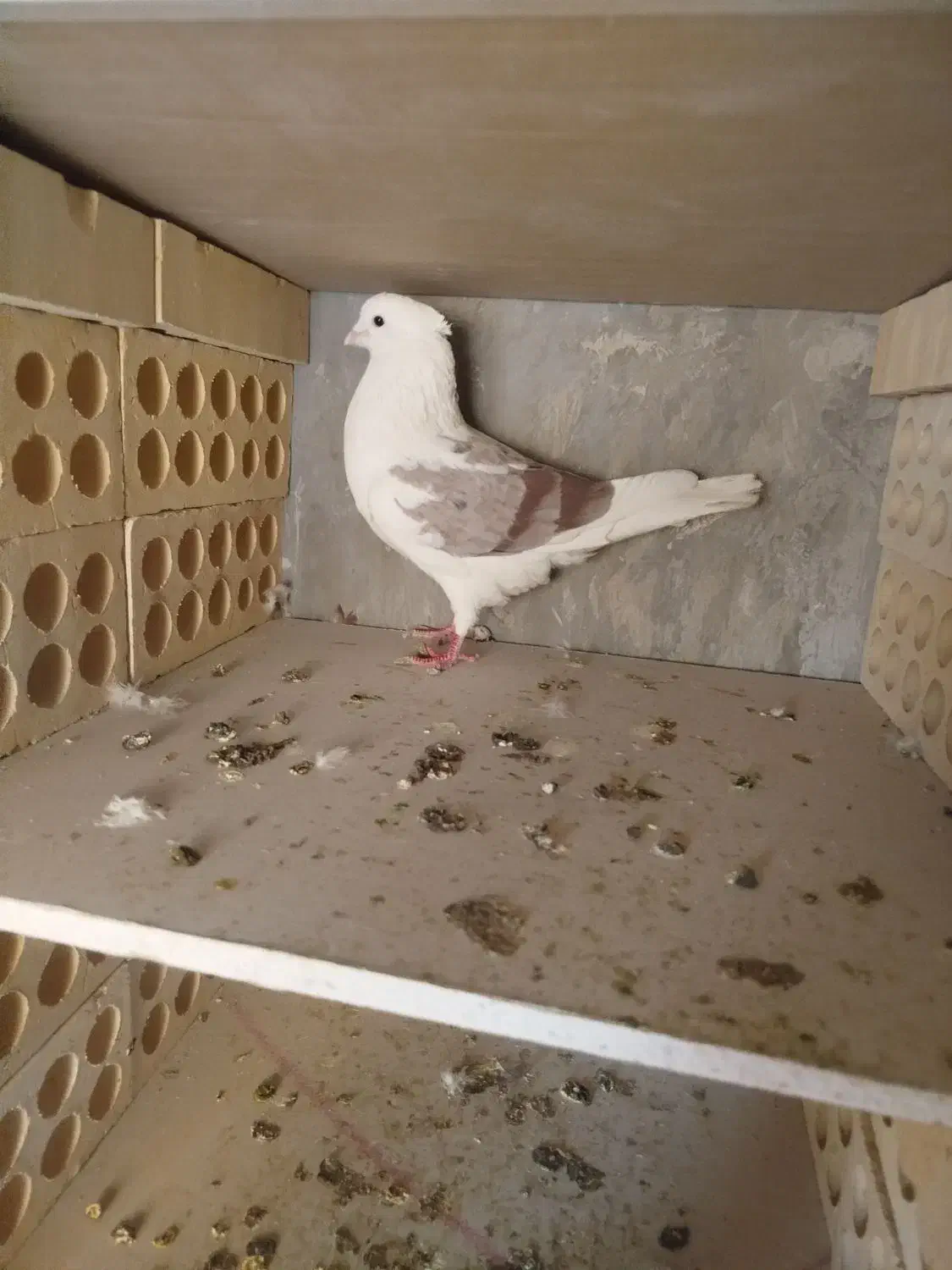 کفتر کبوتر|پرنده|فردیس, شهرک ۱۱۰|دیوار