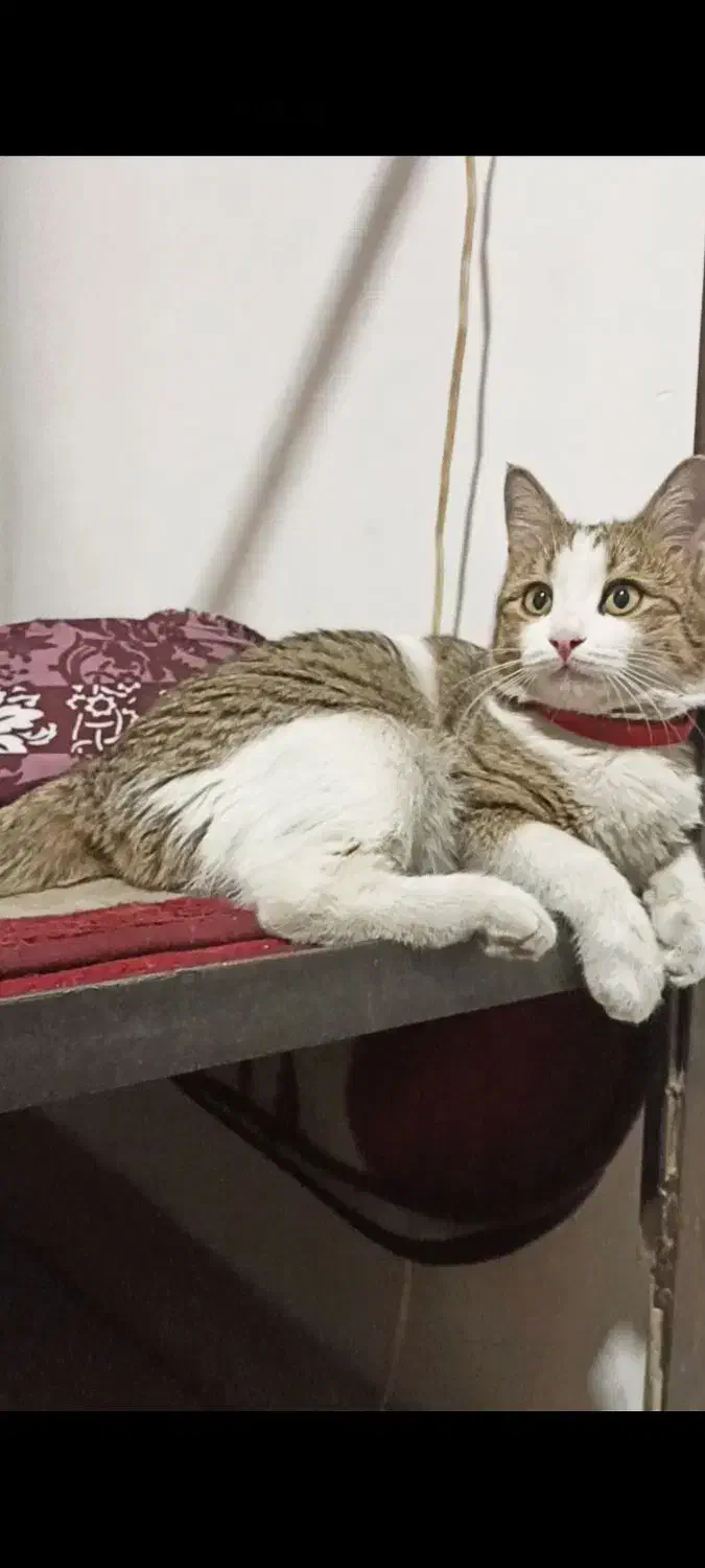 واگذاری گربه|گربه|تبریز, |دیوار