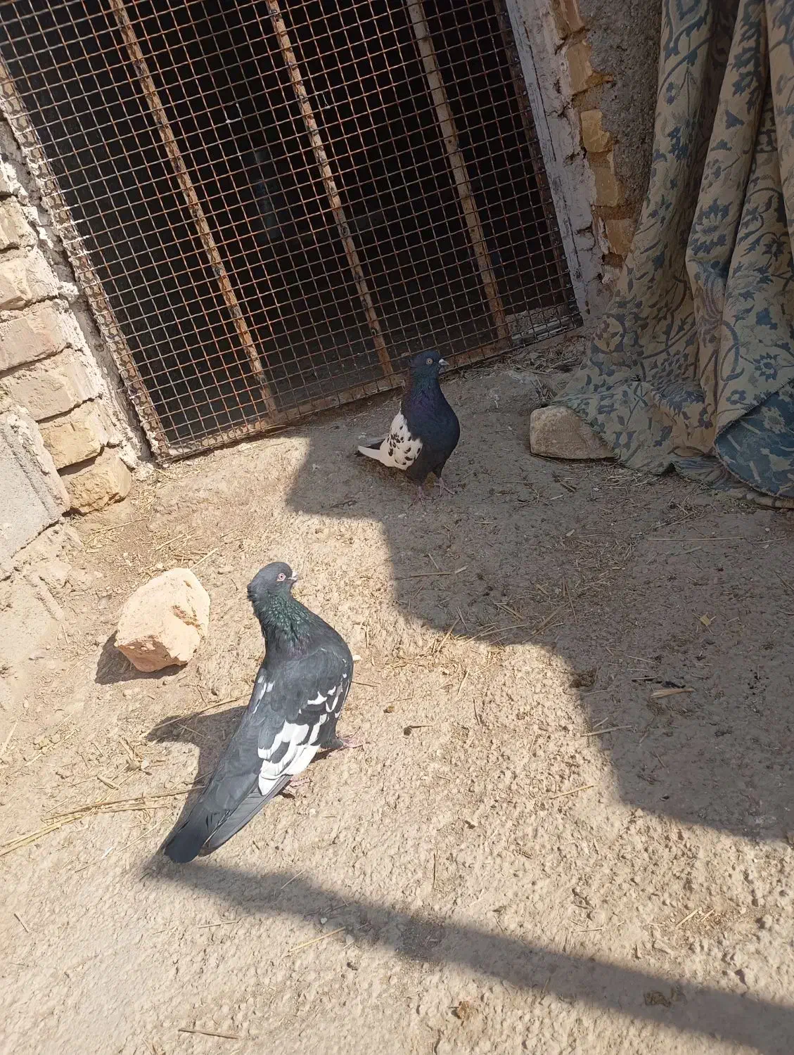 کبوتر|پرنده|مرودشت, کناره|دیوار