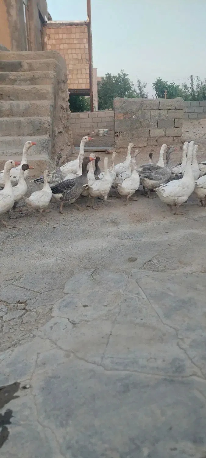 غاز|حیوانات مزرعه|تویسرکان, |دیوار