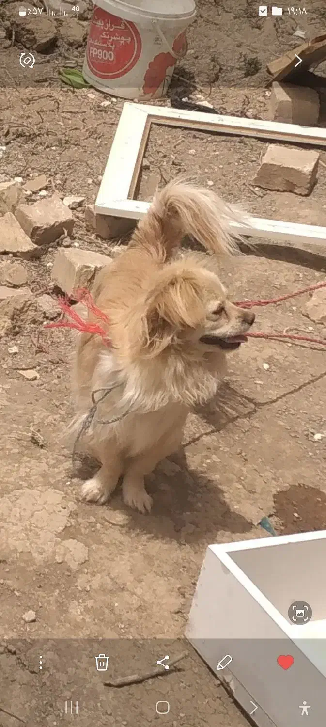 گمشده|حیوانات|تاکستان, |دیوار