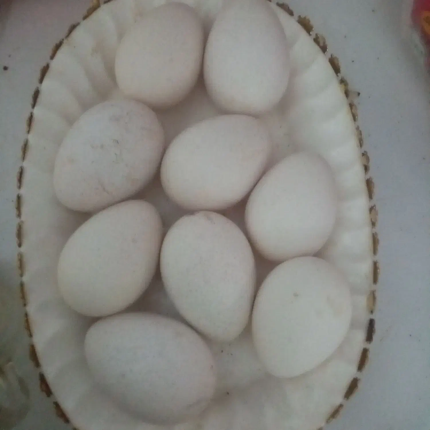 تخم بوقلمون فروشی|حیوانات مزرعه|بم, |دیوار