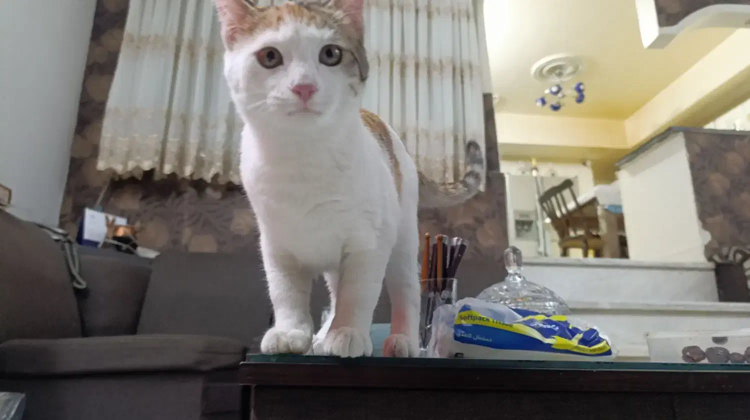 گربه|گربه|تهران, شهران شمالی|دیوار