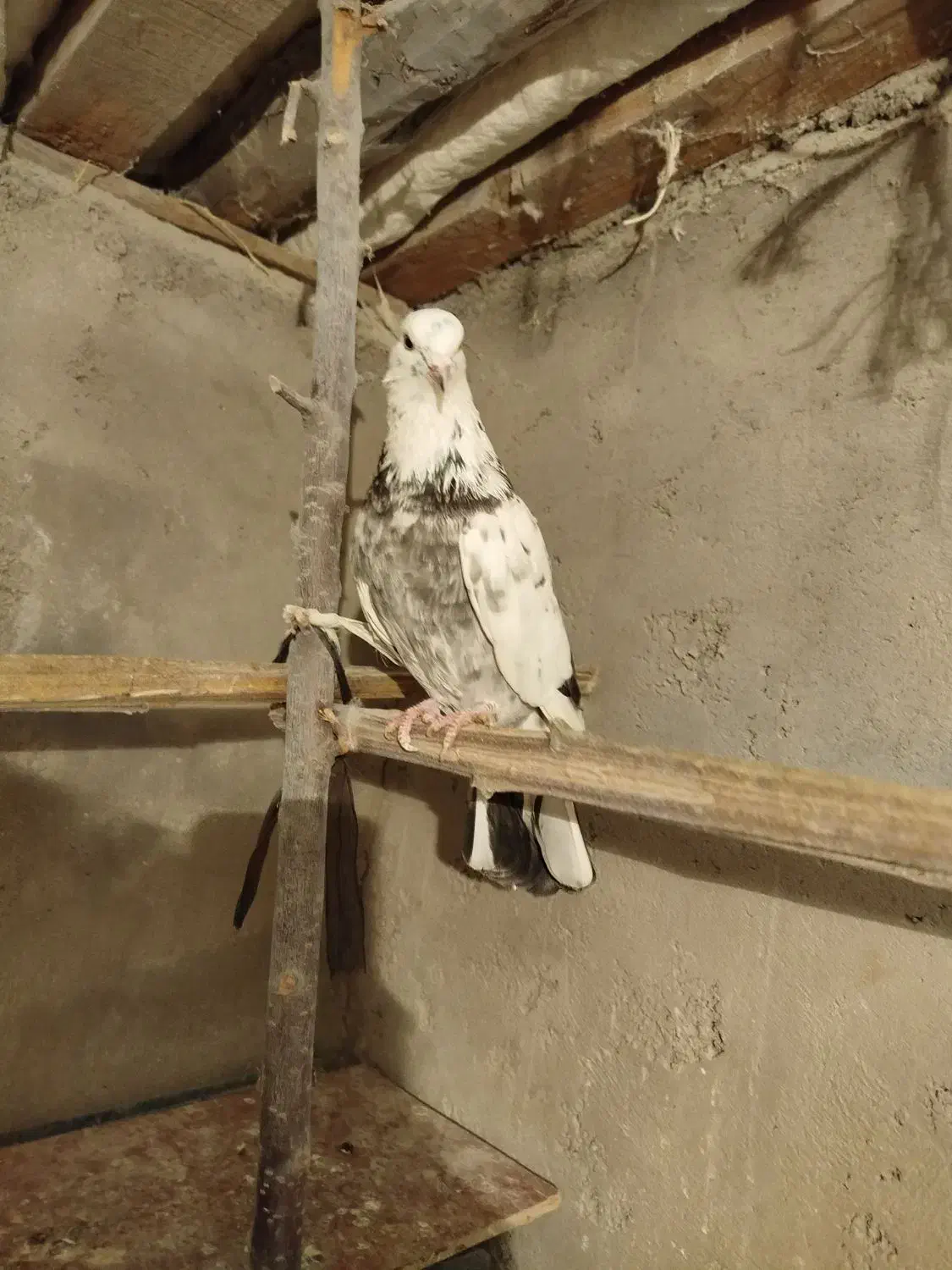 کبوتر پرشی|پرنده|مشگین شهر, |دیوار