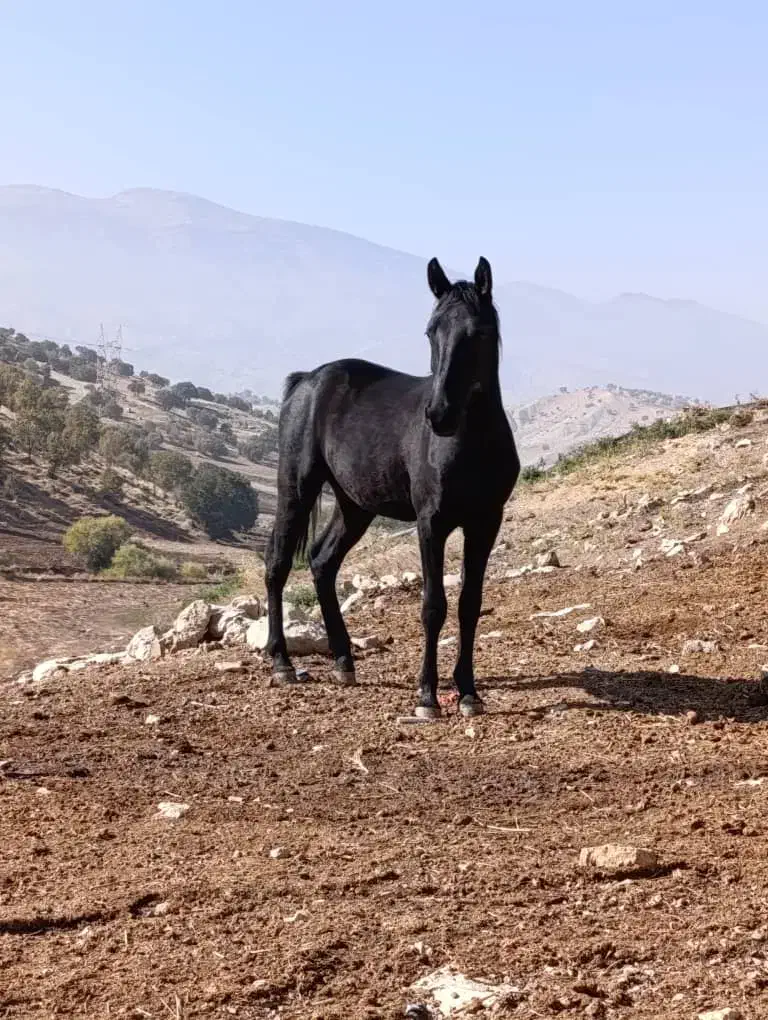 کره اسب|اسب و تجهیزات اسبسواری|درب گنبد, |دیوار