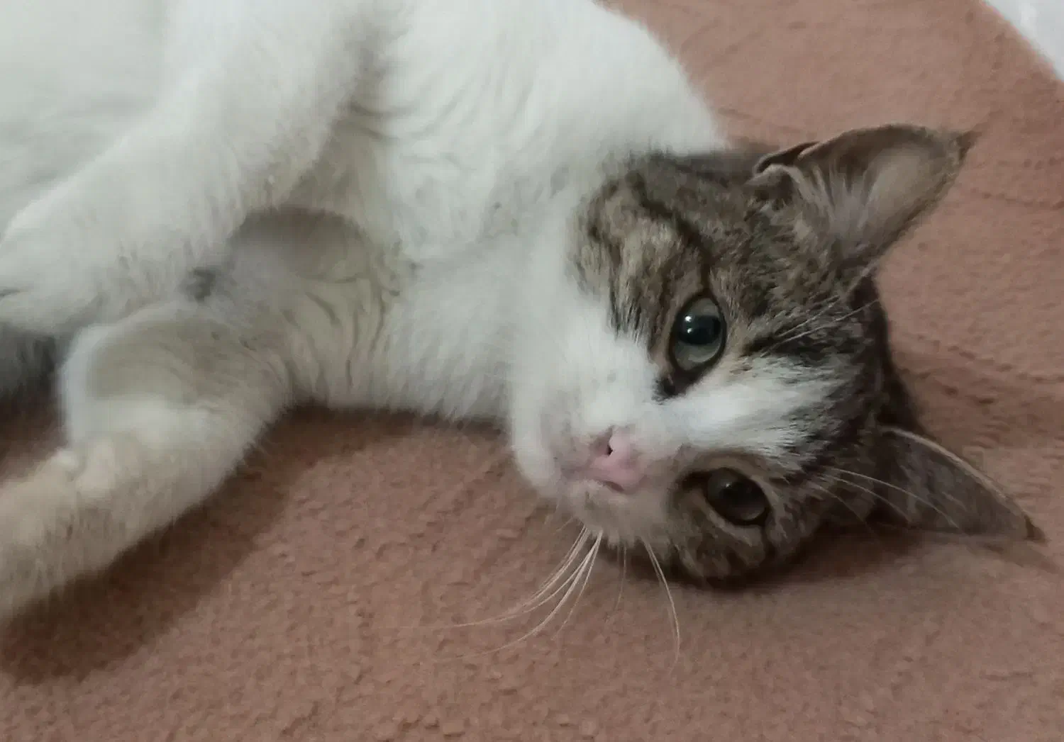 دی ای اچ|گربه|گرگان, |دیوار