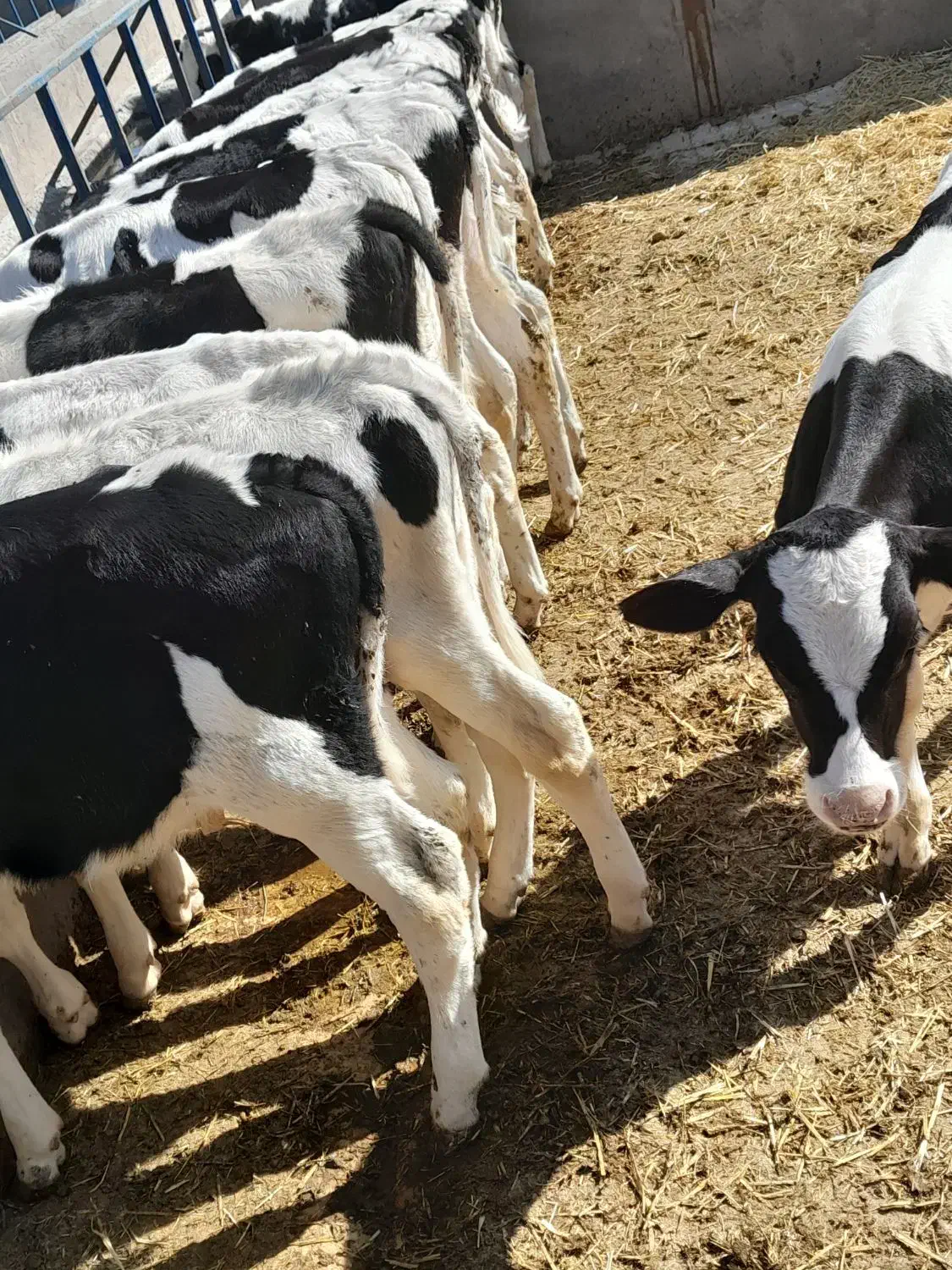 ۱۶راس گوساله صنعتی نر|حیوانات مزرعه|رامند, |دیوار