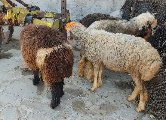 بره لری|حیوانات مزرعه|مسجد سلیمان, |دیوار